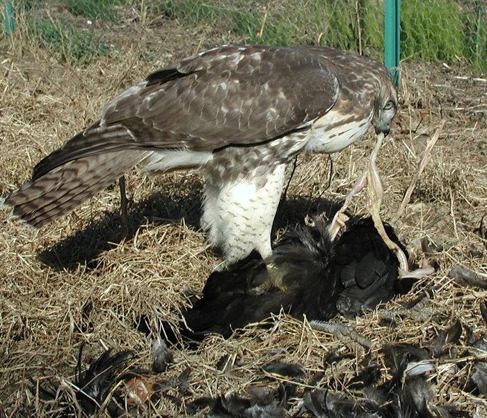 9Two intestinesLR.jpg