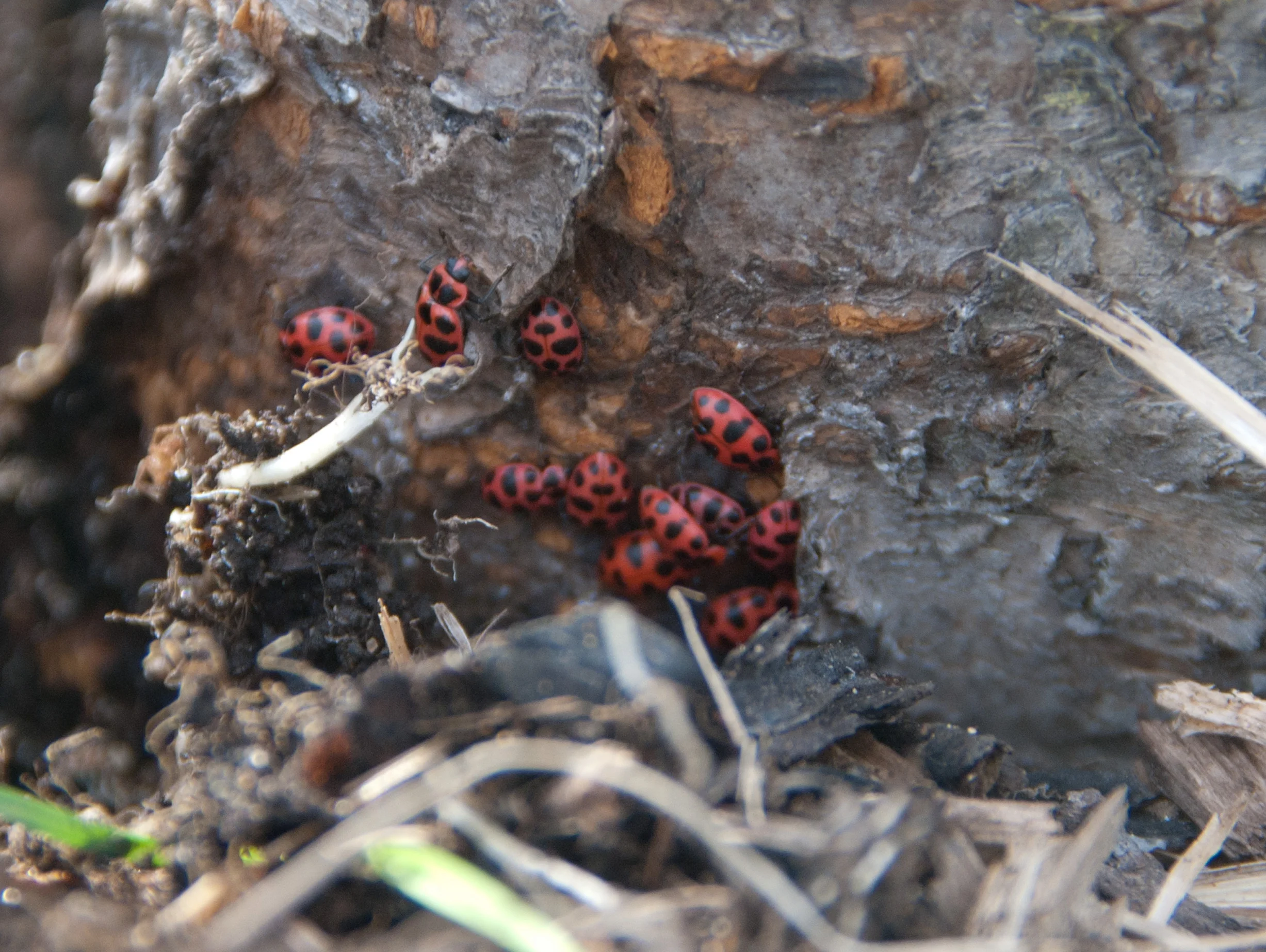 Ladybugs.jpg