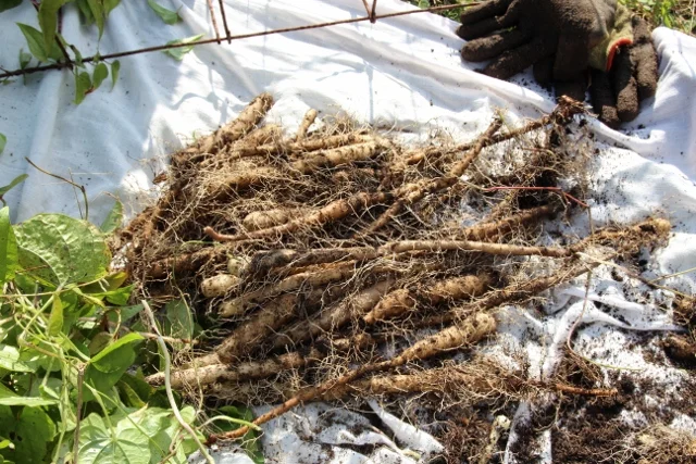 Harvested yams, 2012