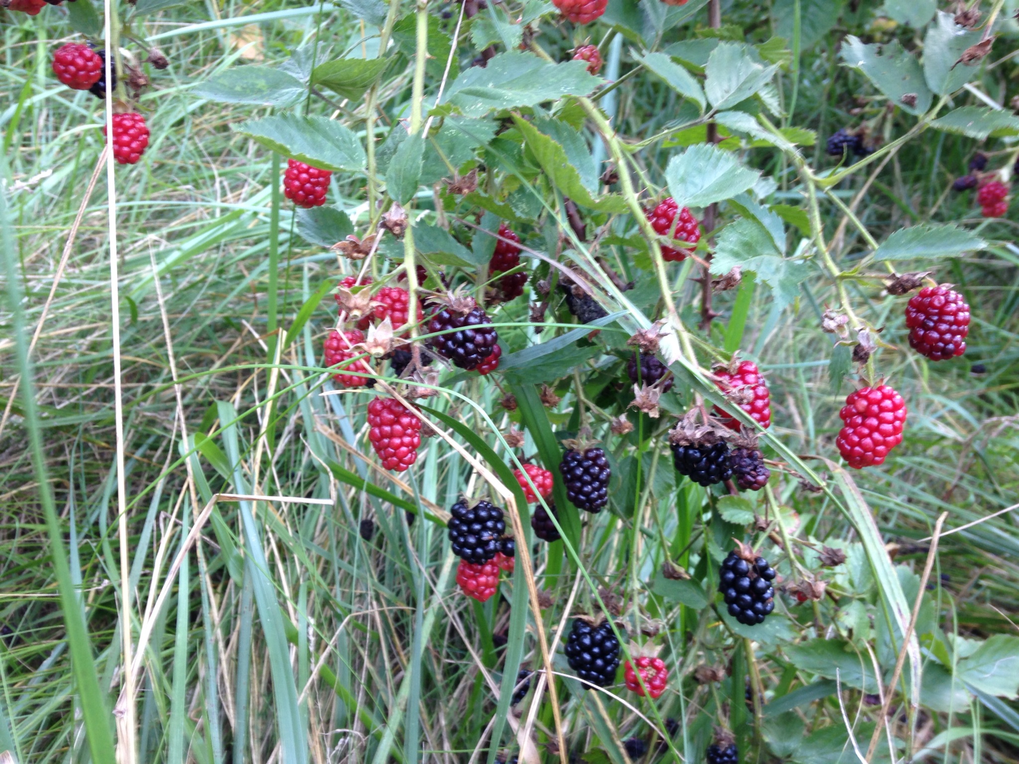 blackberry vines.JPG