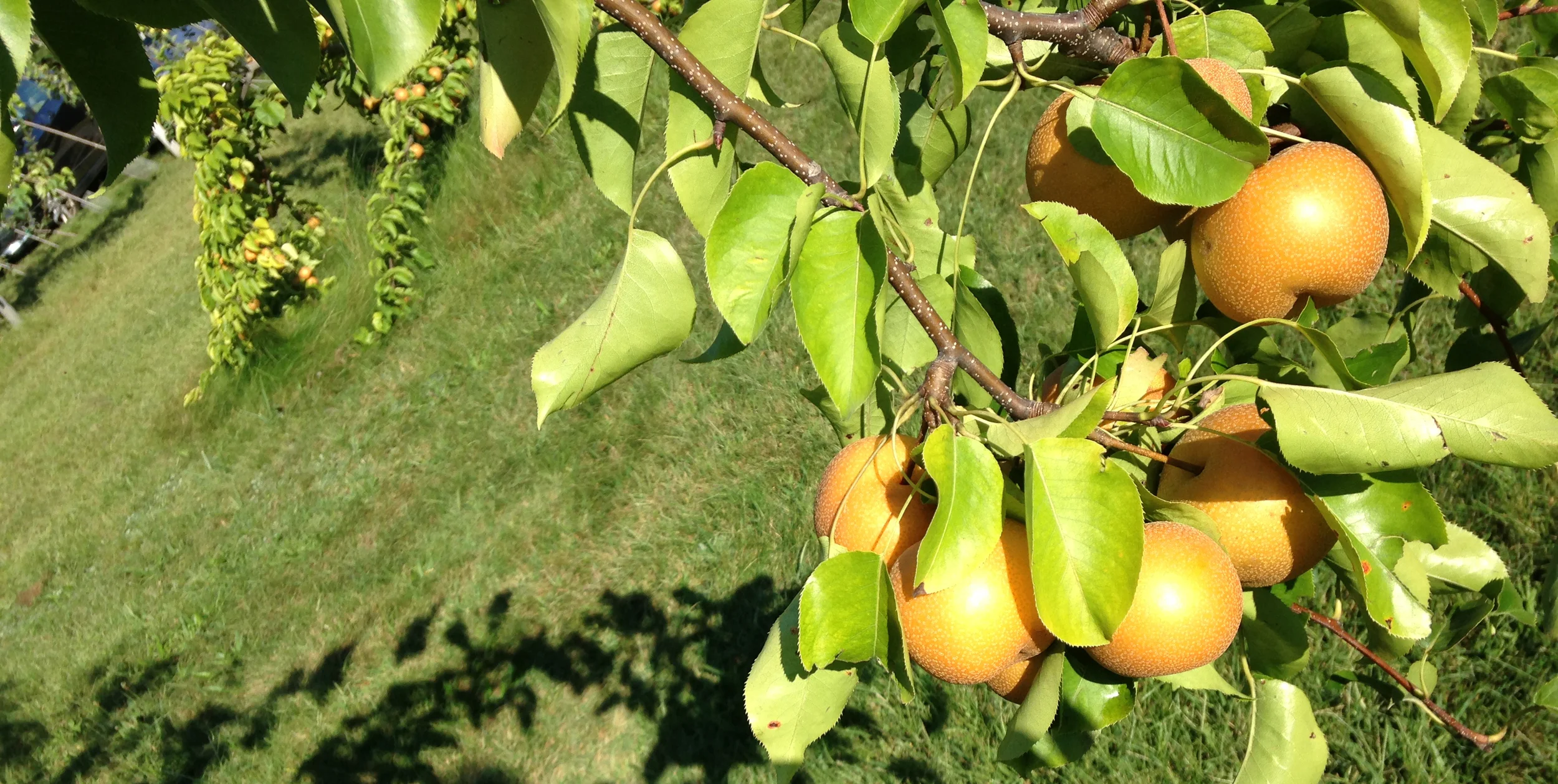 "Ripeness is All...." -- King Lear