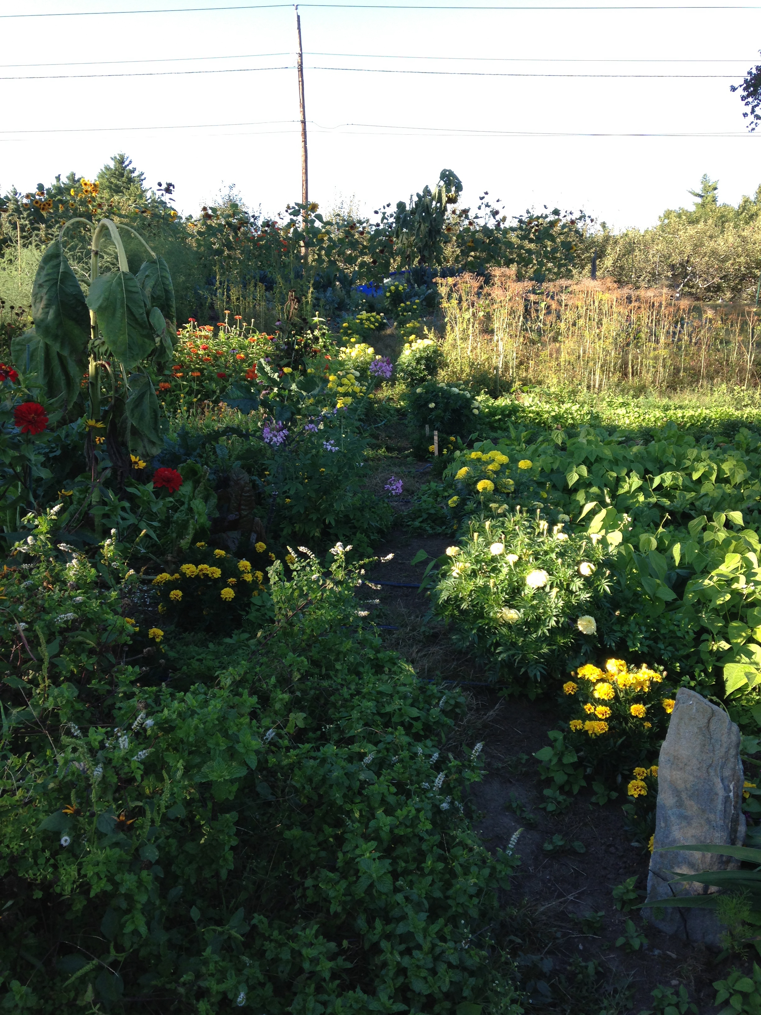 OFPF mid Sept garden.jpg