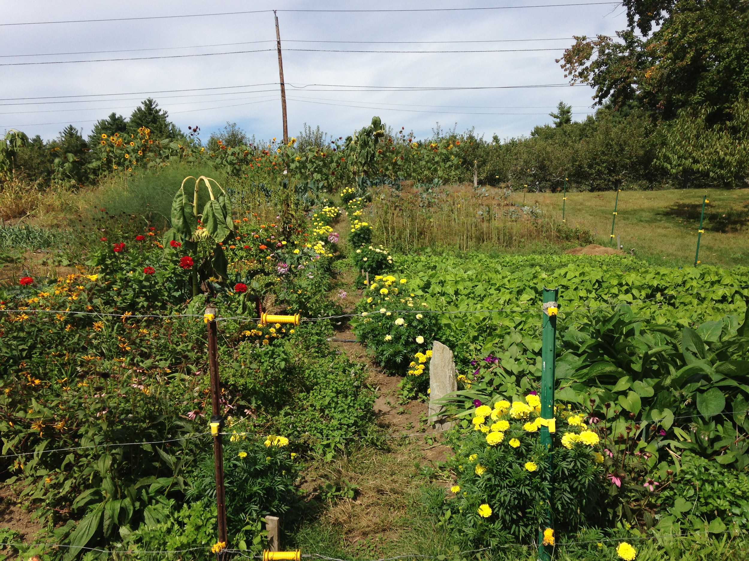 Sunlight in the garden.jpg