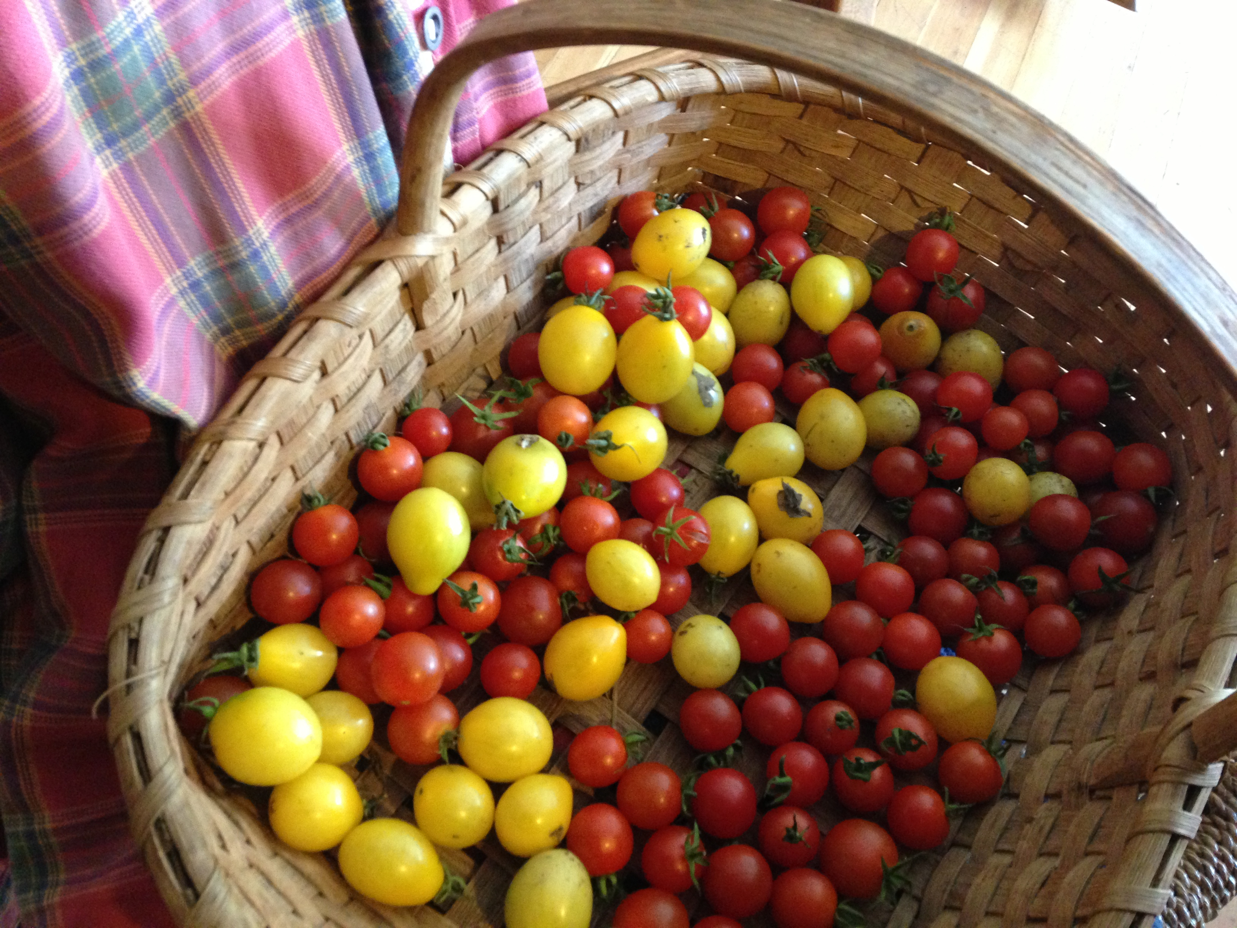 cherry tomato basket.jpg