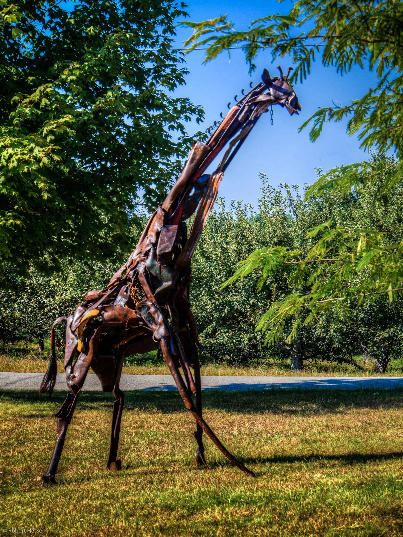 Giraffe, Madeleine Lord & Robert Hesse