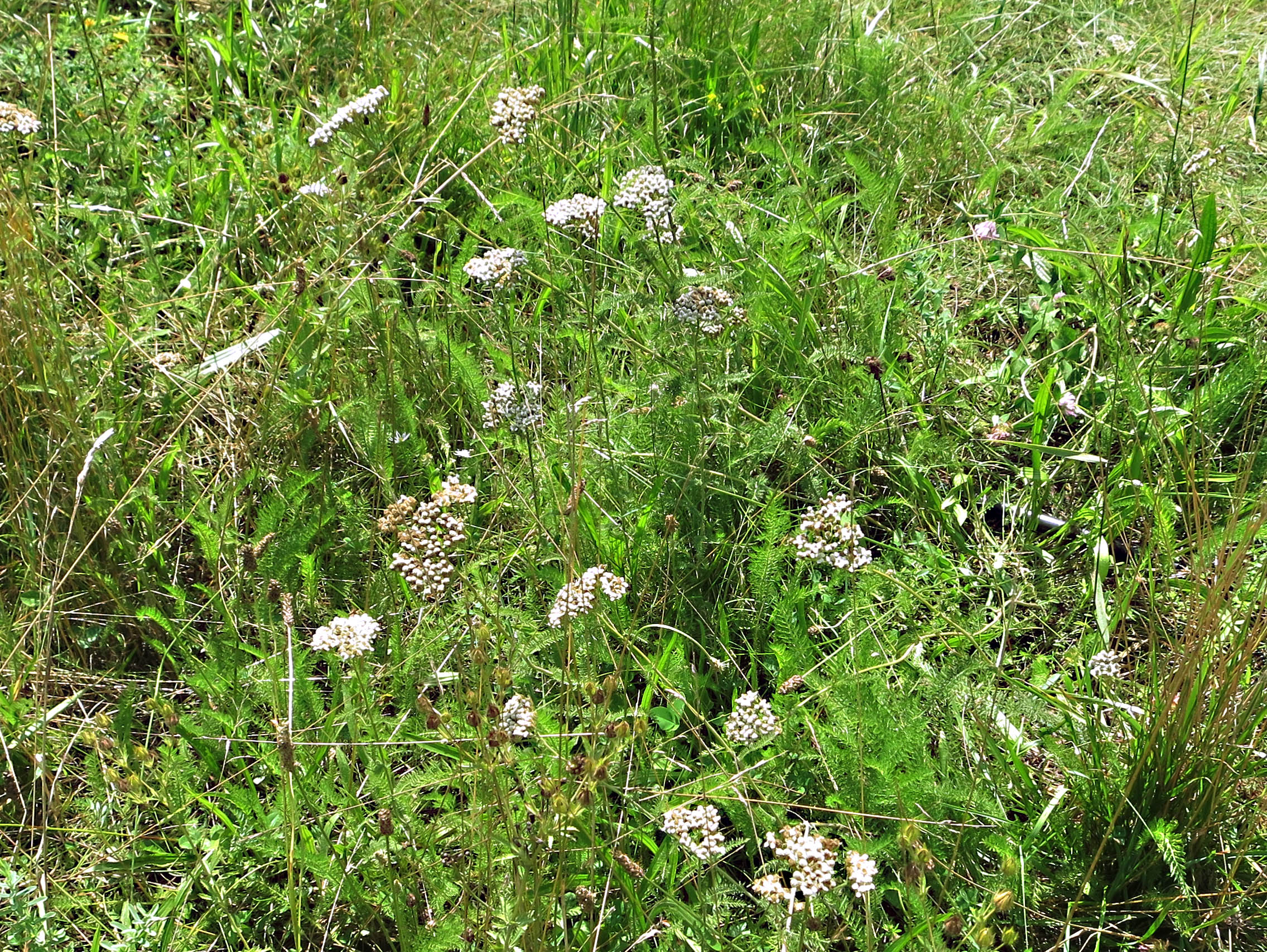 yarrow, Achillea millefolium, Asteraceae