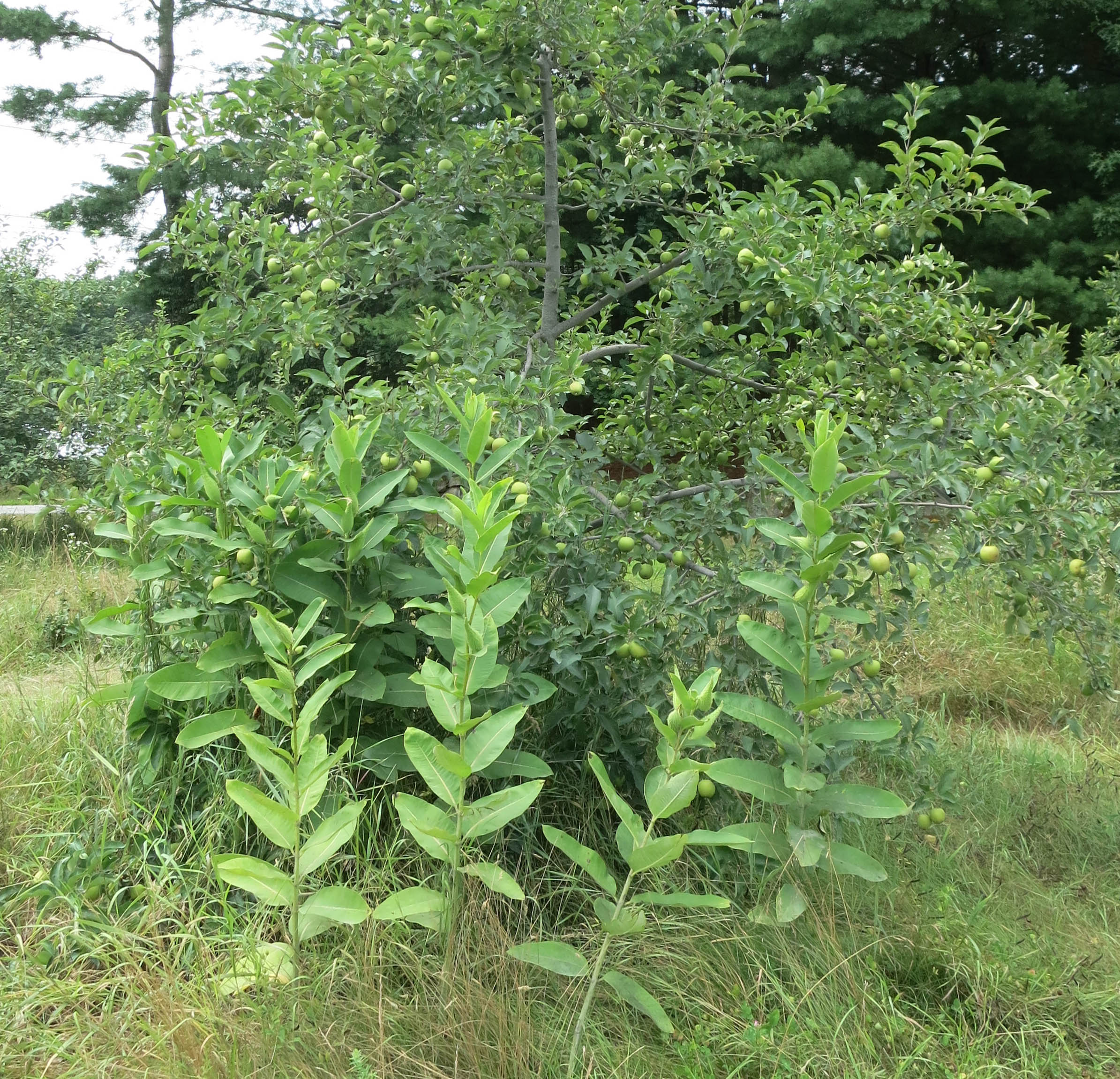 Common Milkweed