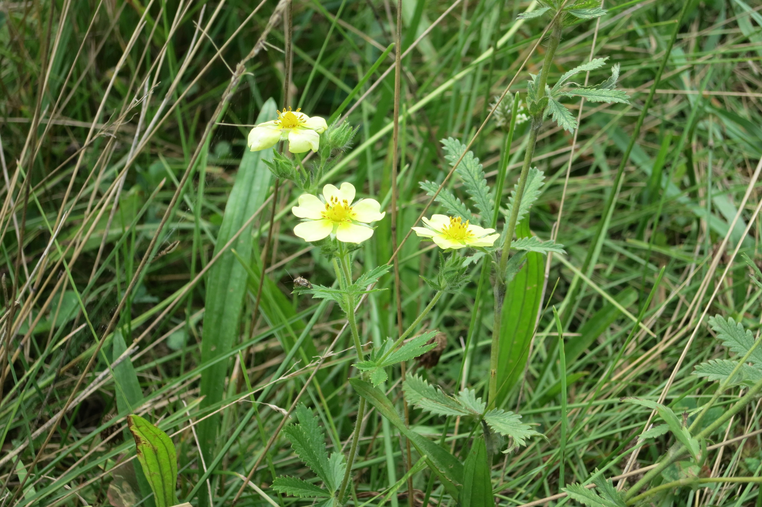 Sulphur Cinquefoil