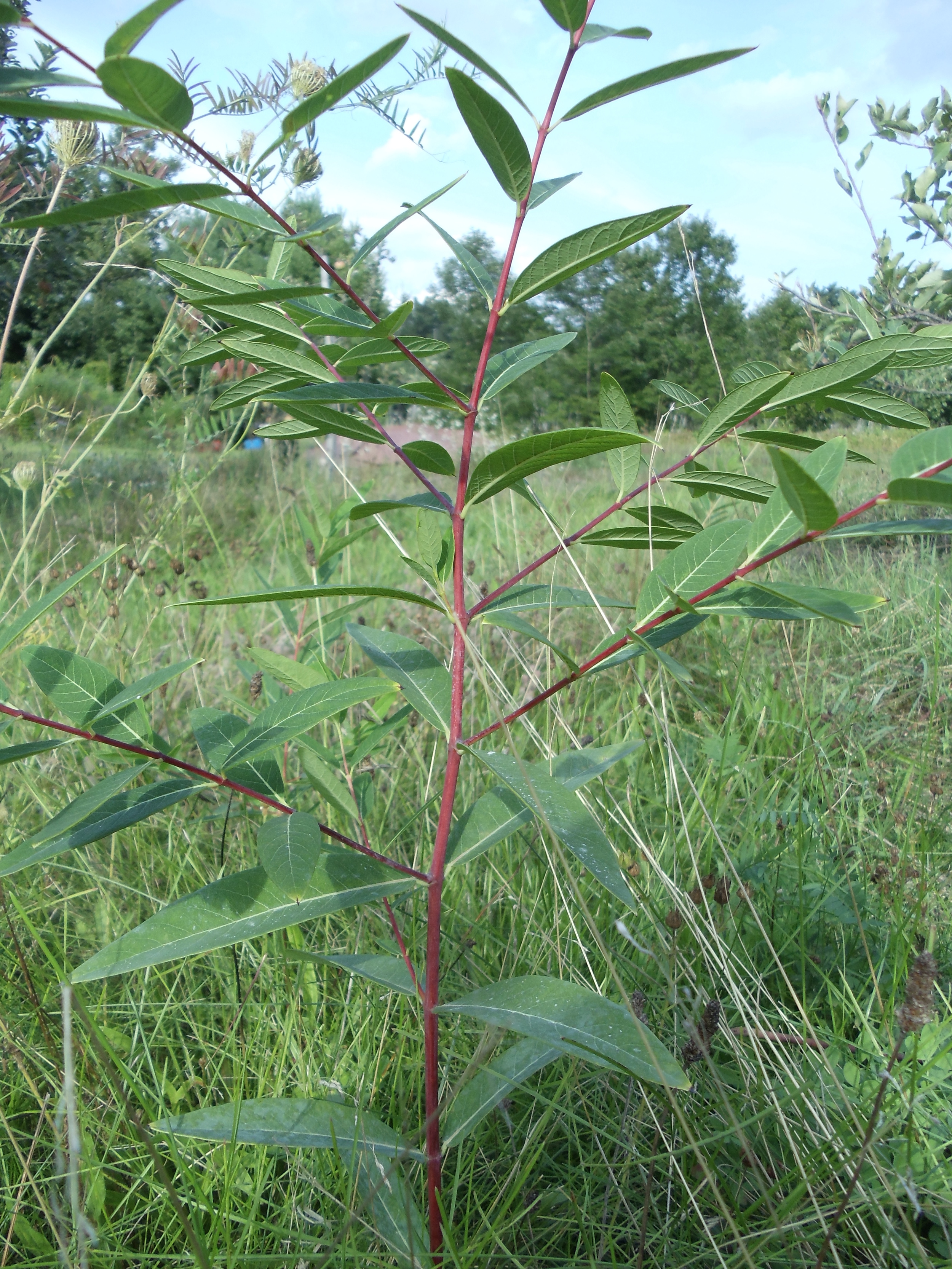 Dogbane