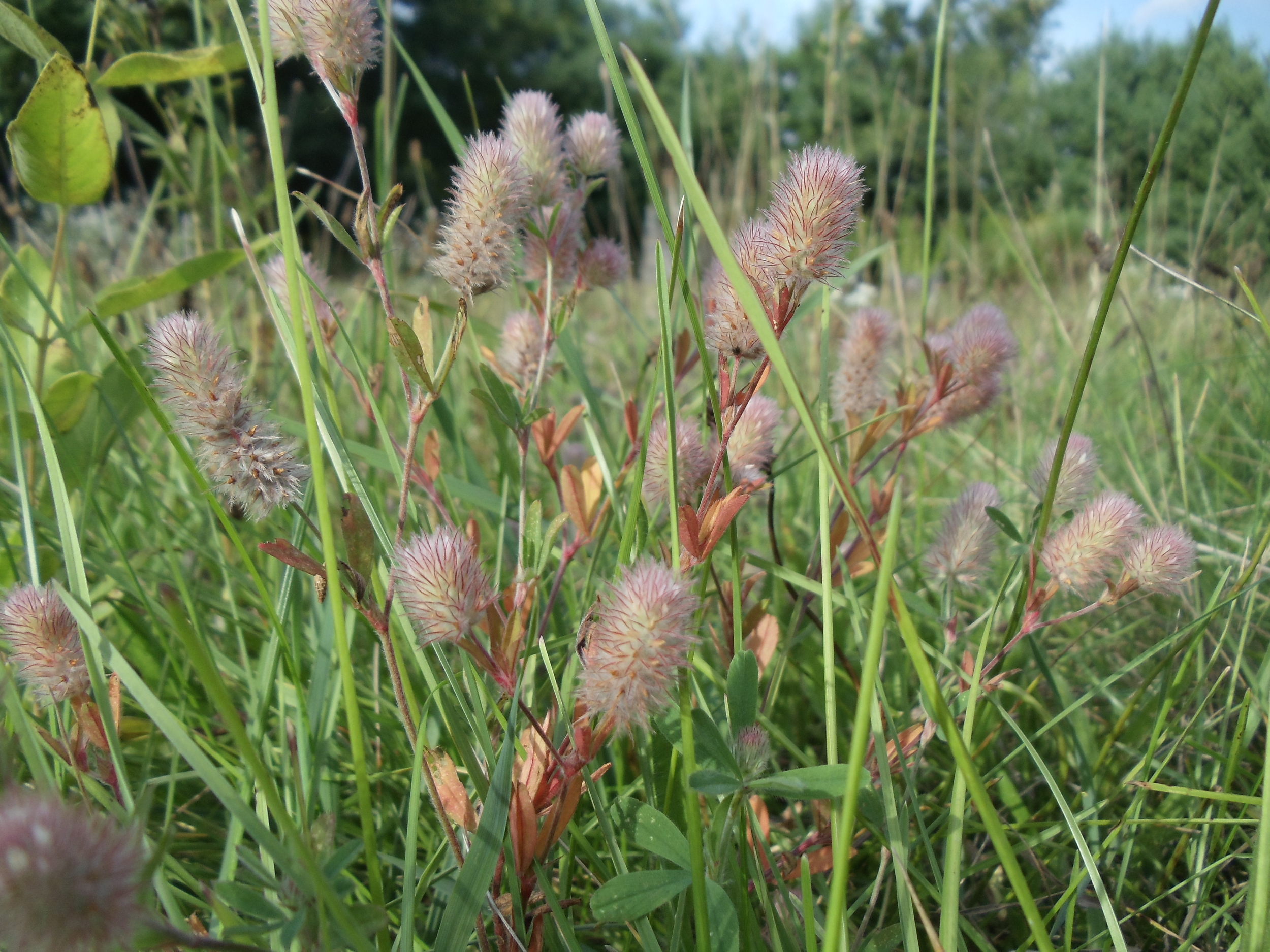 Rabbit-foot Clover