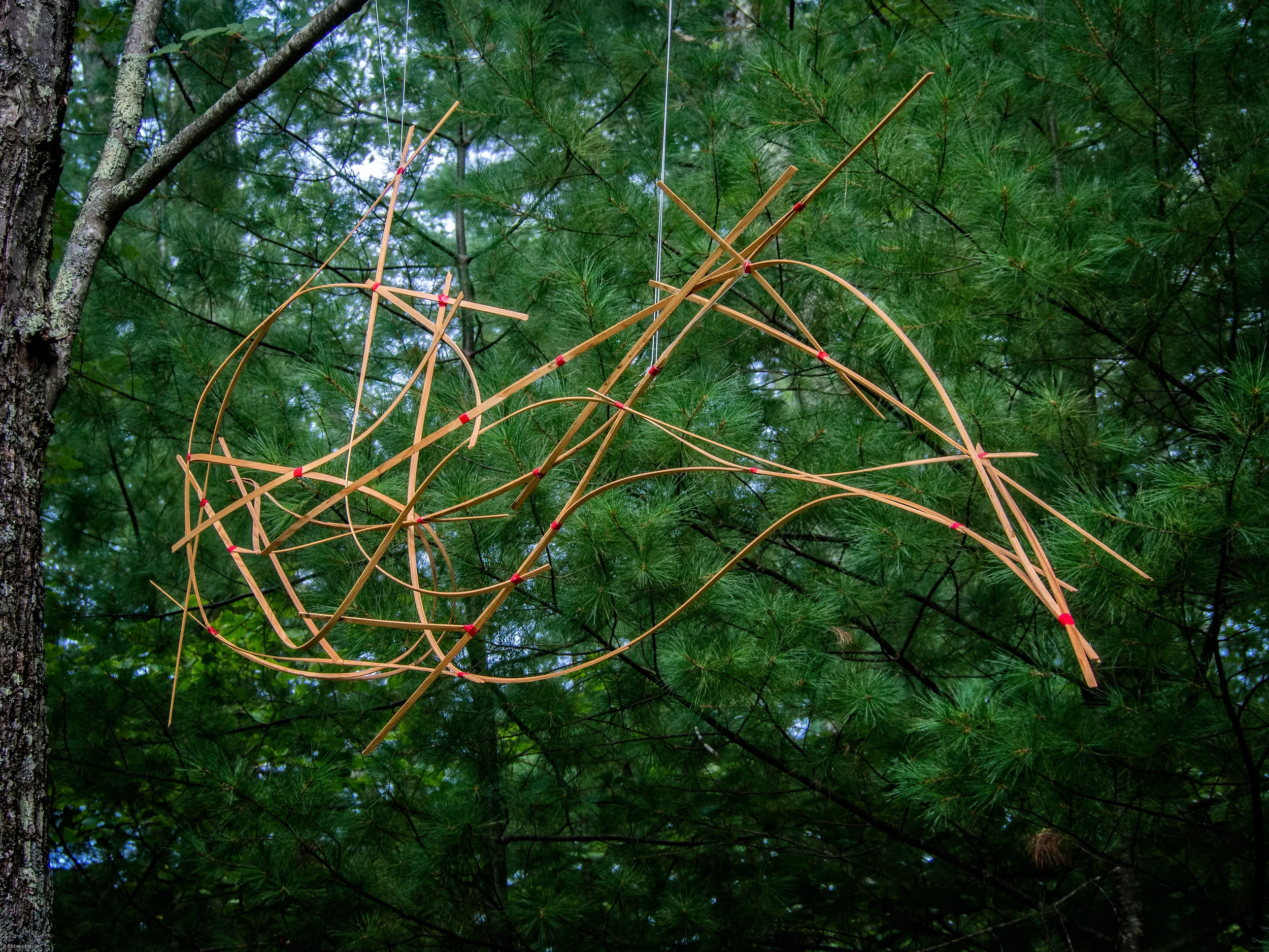 Fish Bones by David Crane