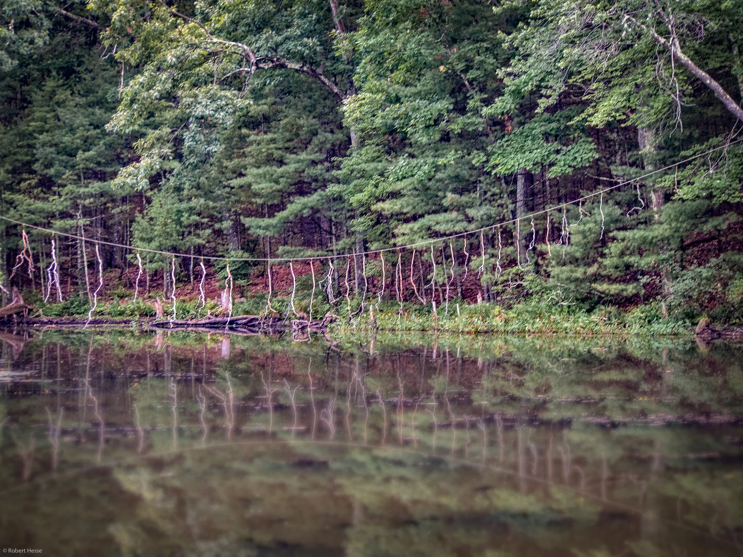 Branch Crossing by Barbara Andrus