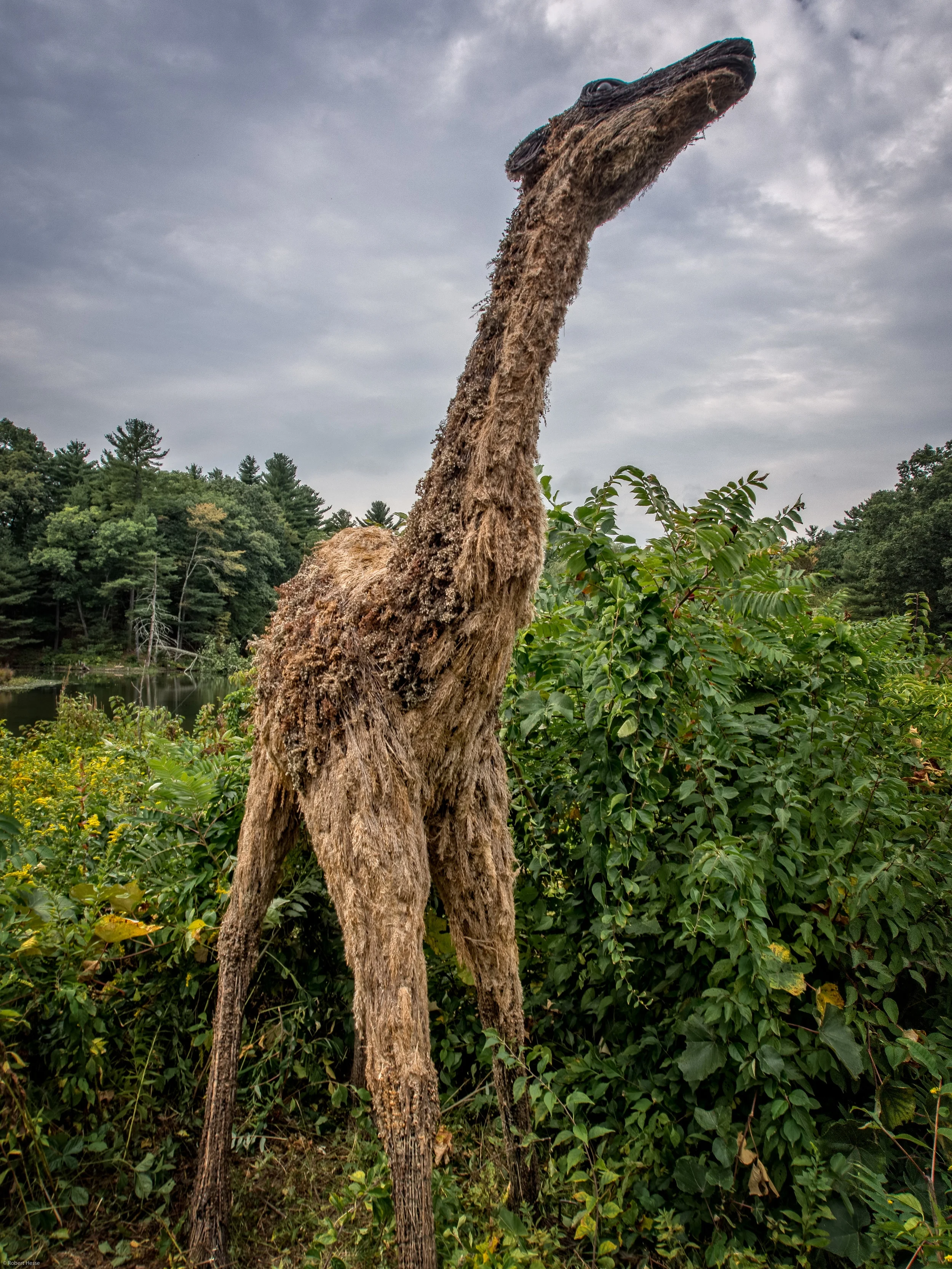 Ancient Camel by Bob Shannahan