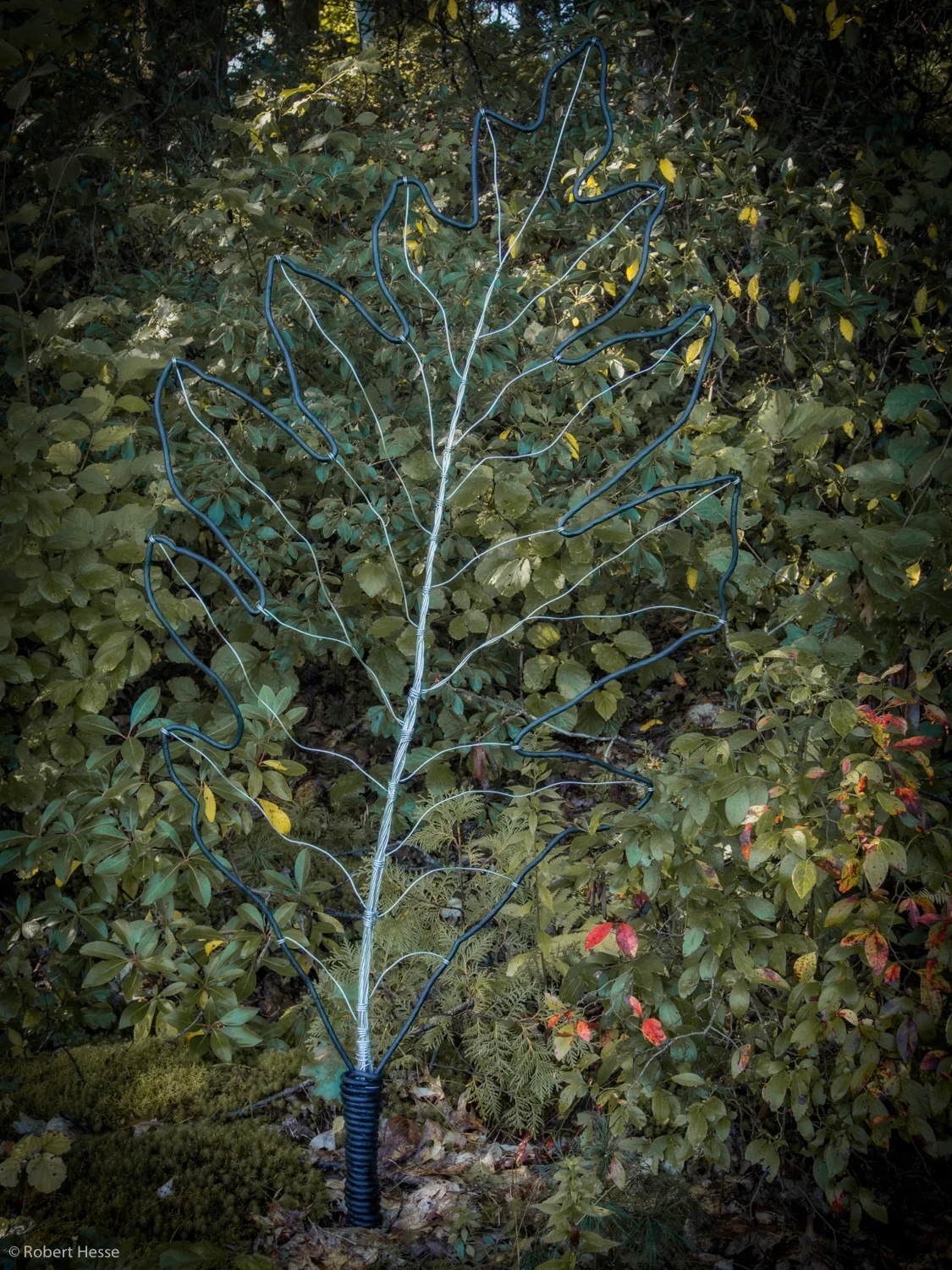 Among White Oak Leaves VI, Gregory J Barry