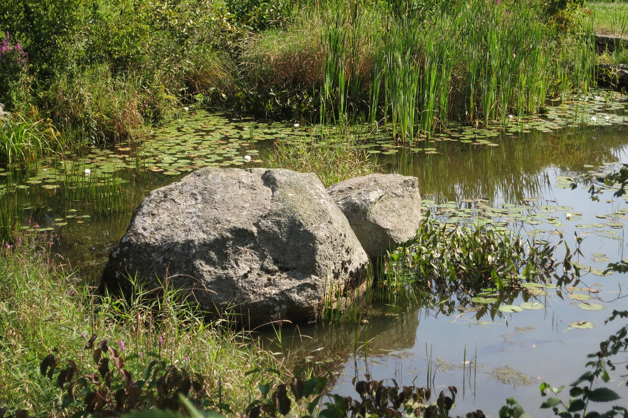 pond turtle low res.jpg
