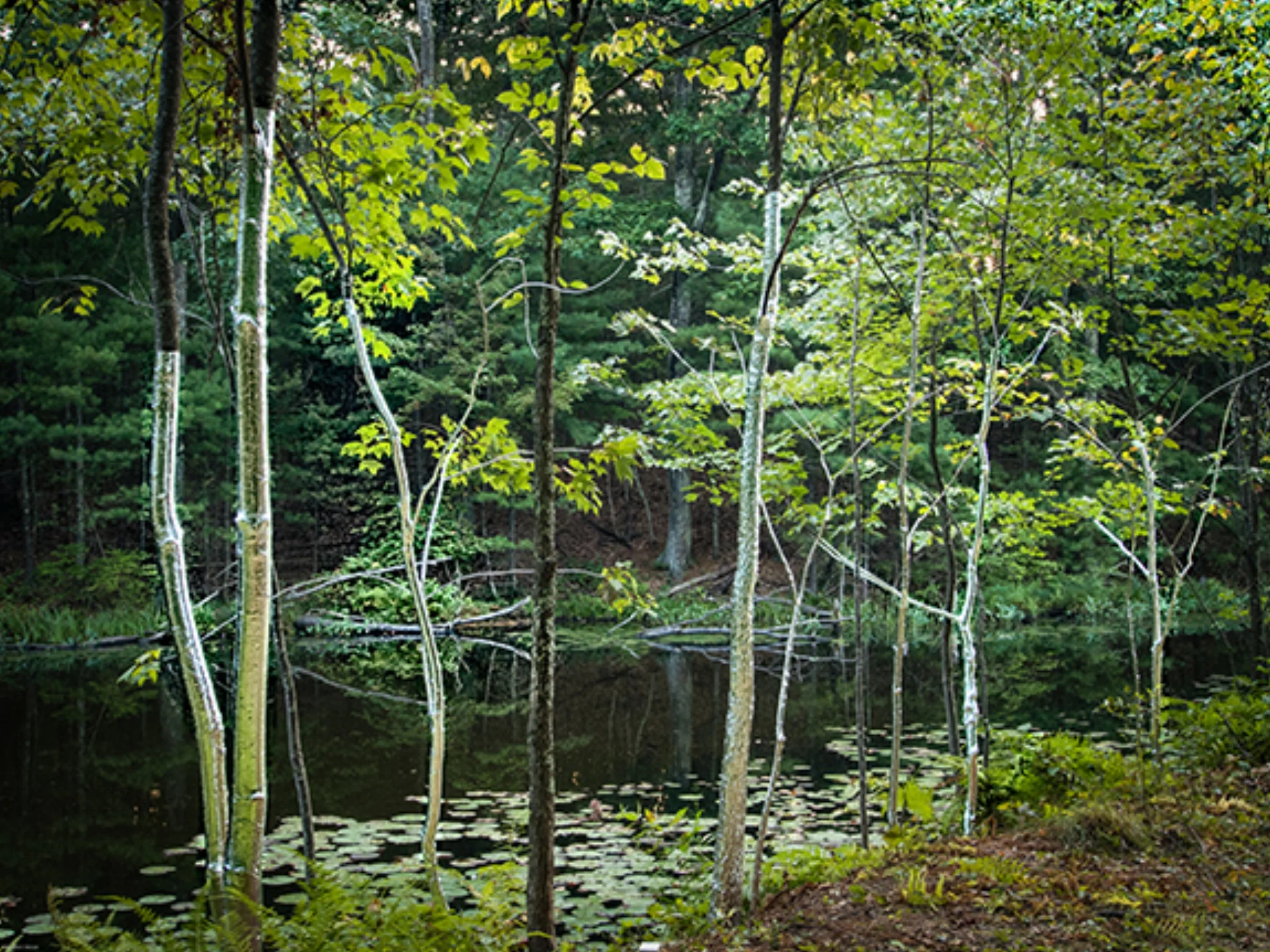 Mirror Mirror, Jodi Colella