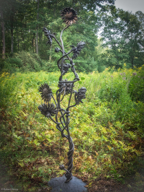 Wildflowers, by Zachary Gabbard