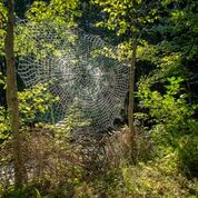 Spider Invitational