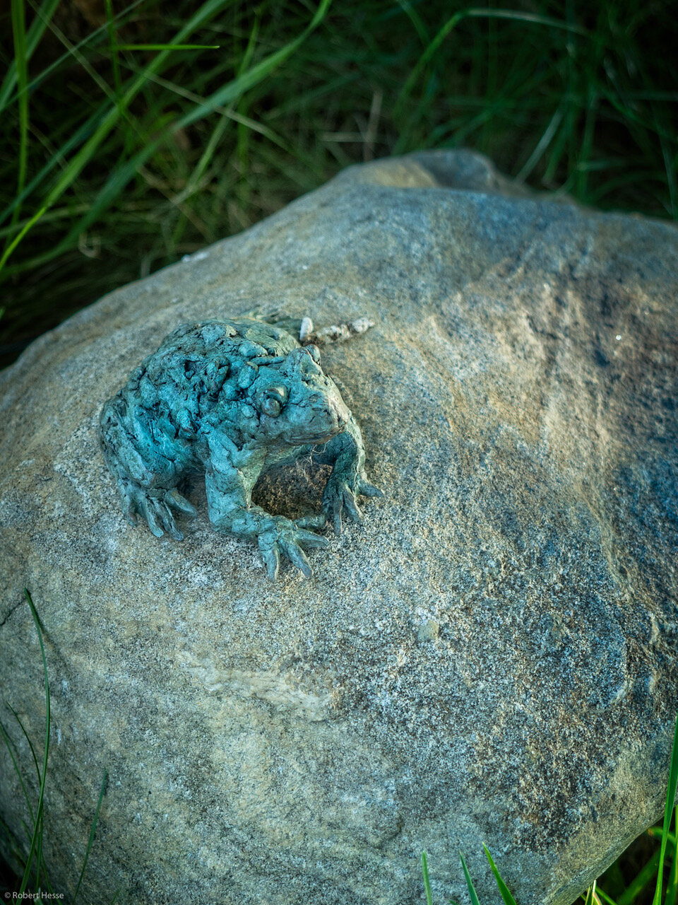 Toad, Linda Hoffman