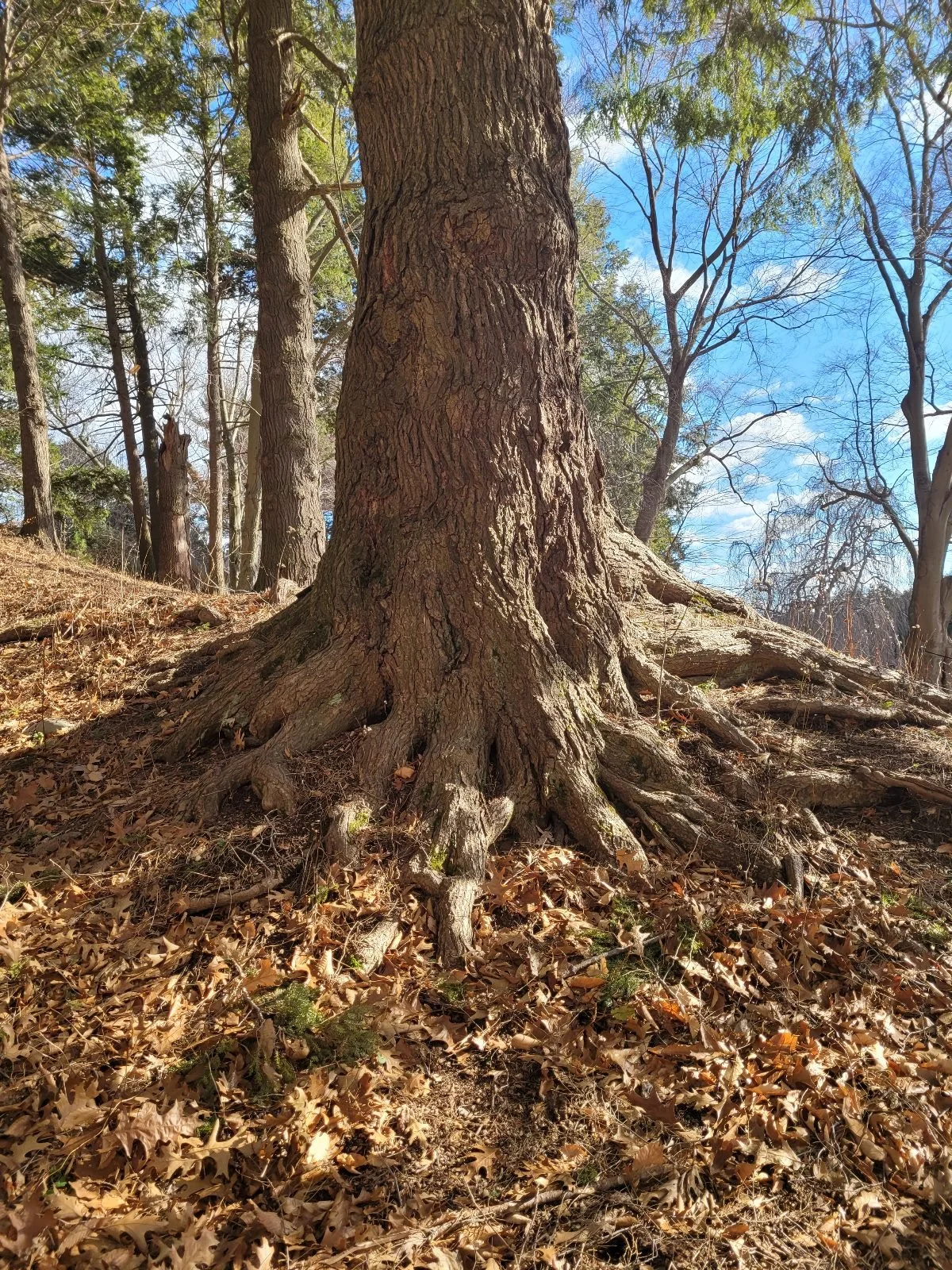Seeds, Grounding & Roots