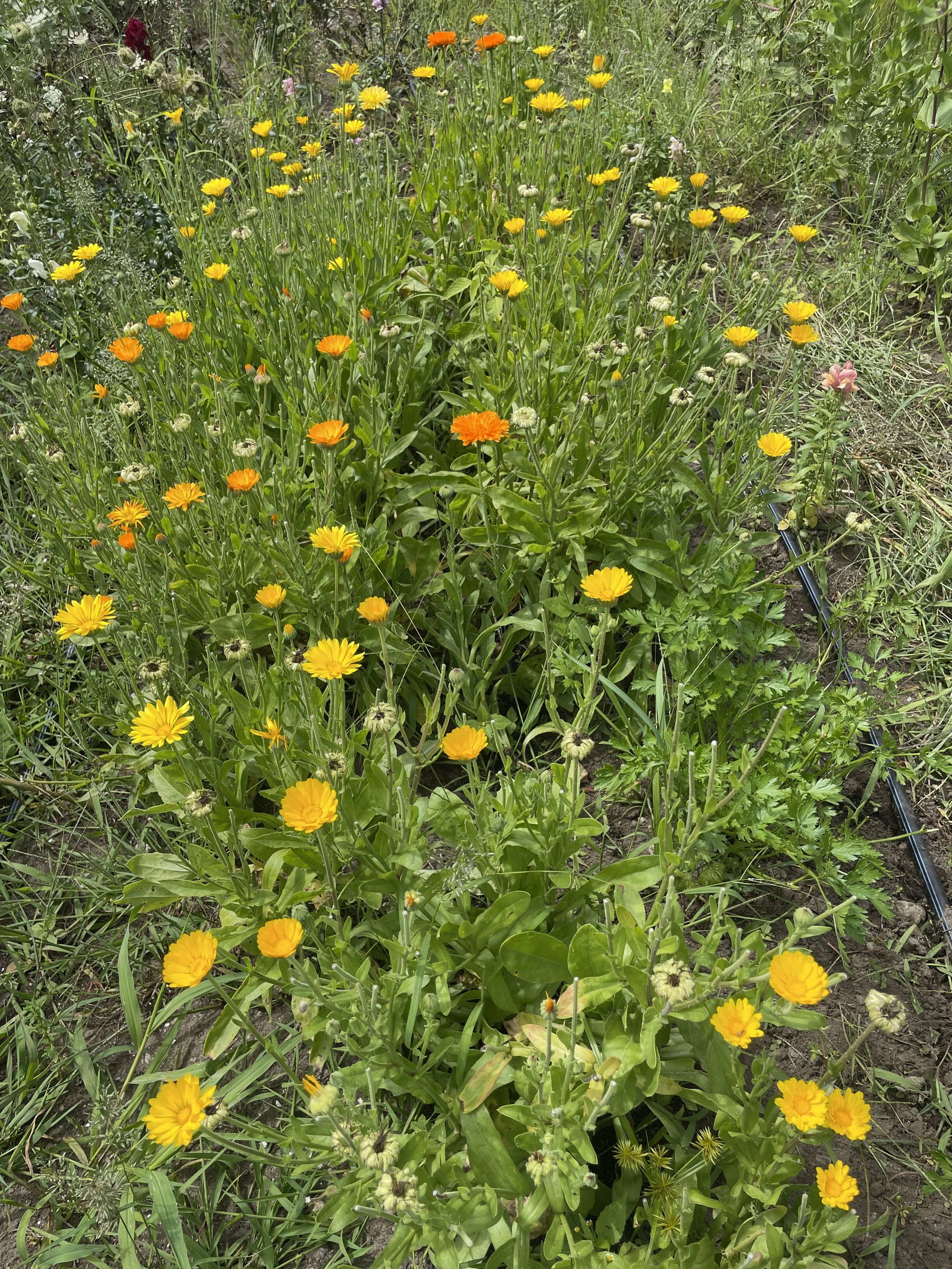 Herb Workshop on the Farm