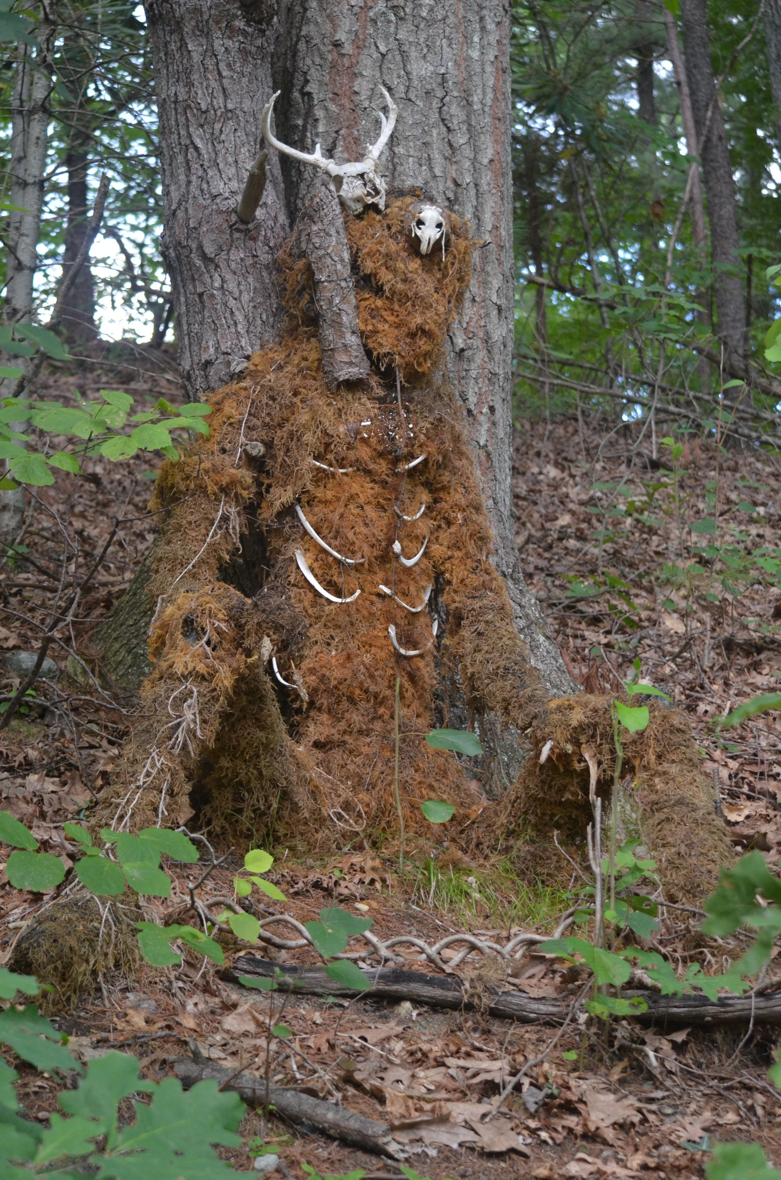From "Anne's Boneyard" by Anne Eder –– When I am in the woods, I have a heightened sense of being part of the natural world––the same fractal patterns that surround me also exist within. The shape of roots, branches, lightning, are echoed in my nerve