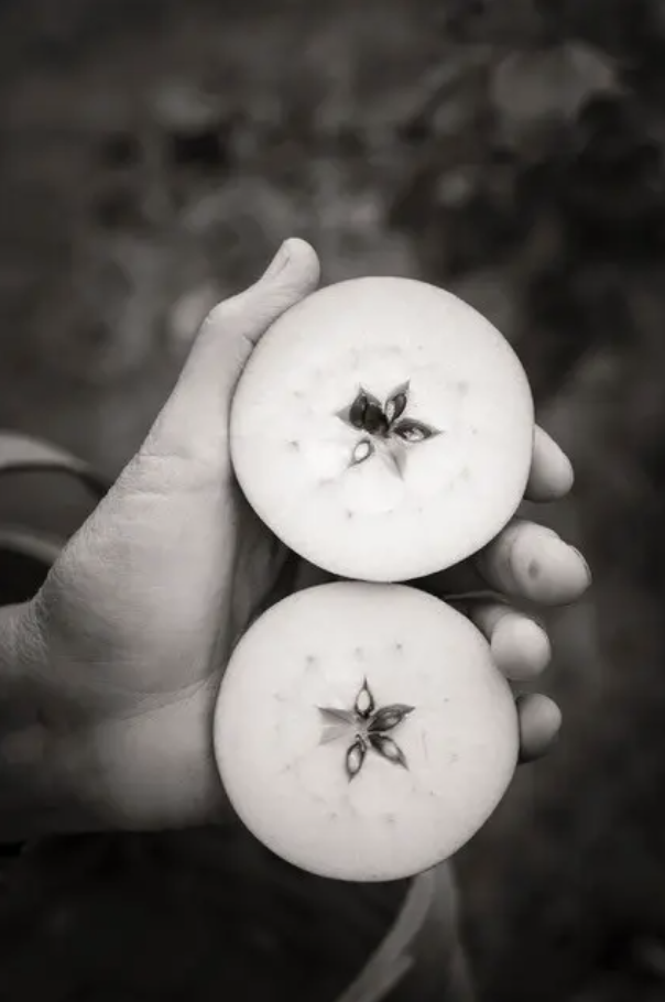 The Artists & the Orchard