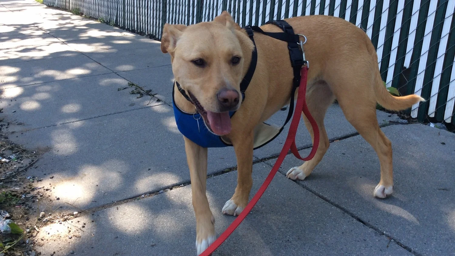 Matilda | Pit Mix