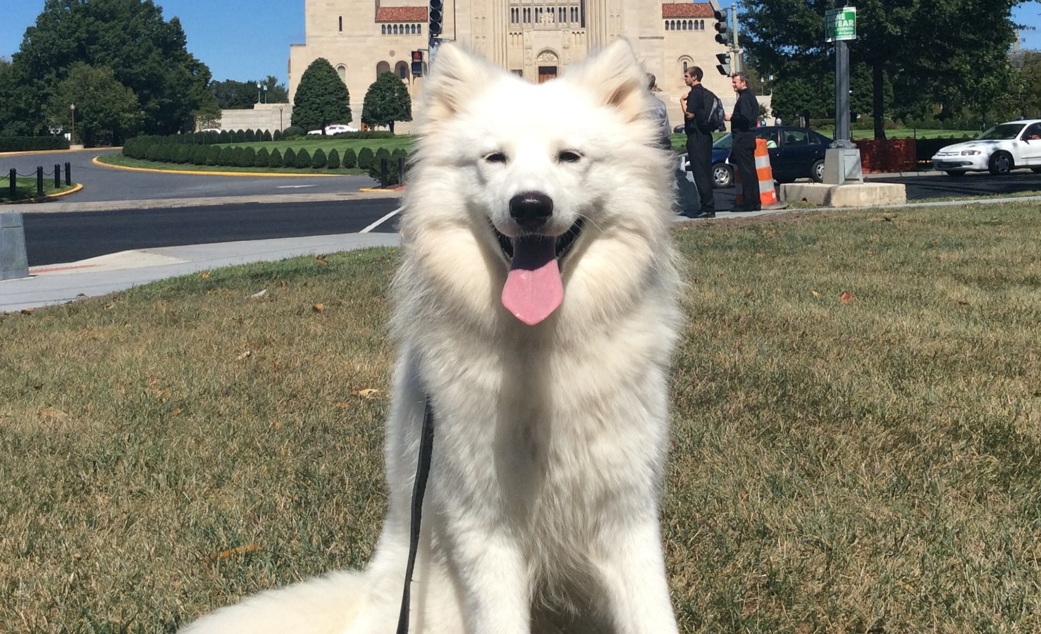 Toby | Samoyed