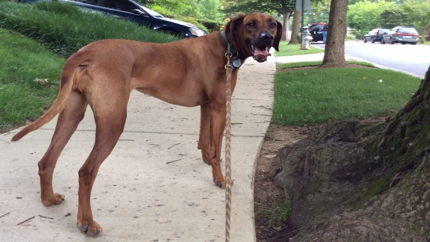 Cleo | Rhodesian Ridgeback