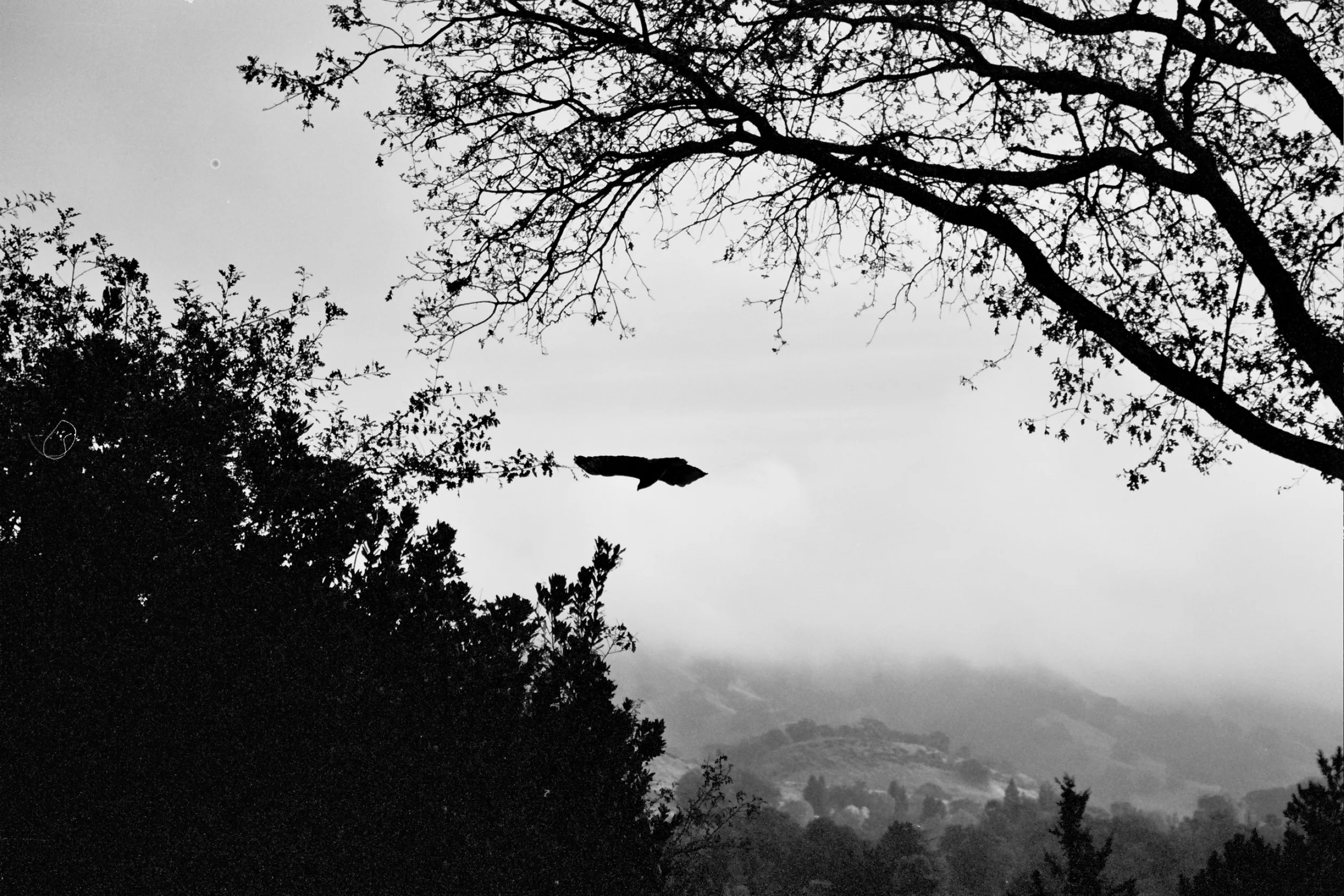 Mt. Diablo, 2007