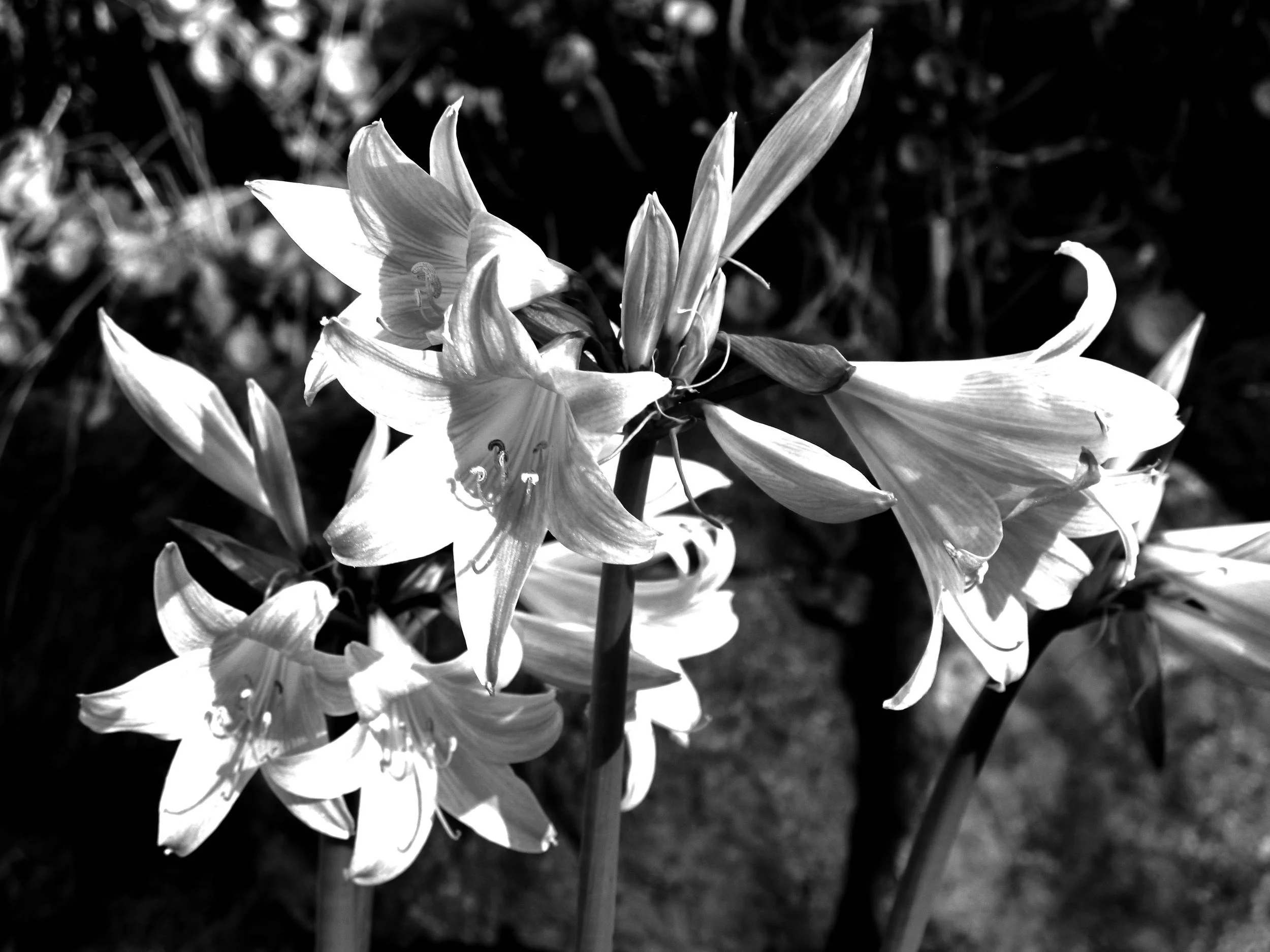 Naked Ladies of Cambria, 2016