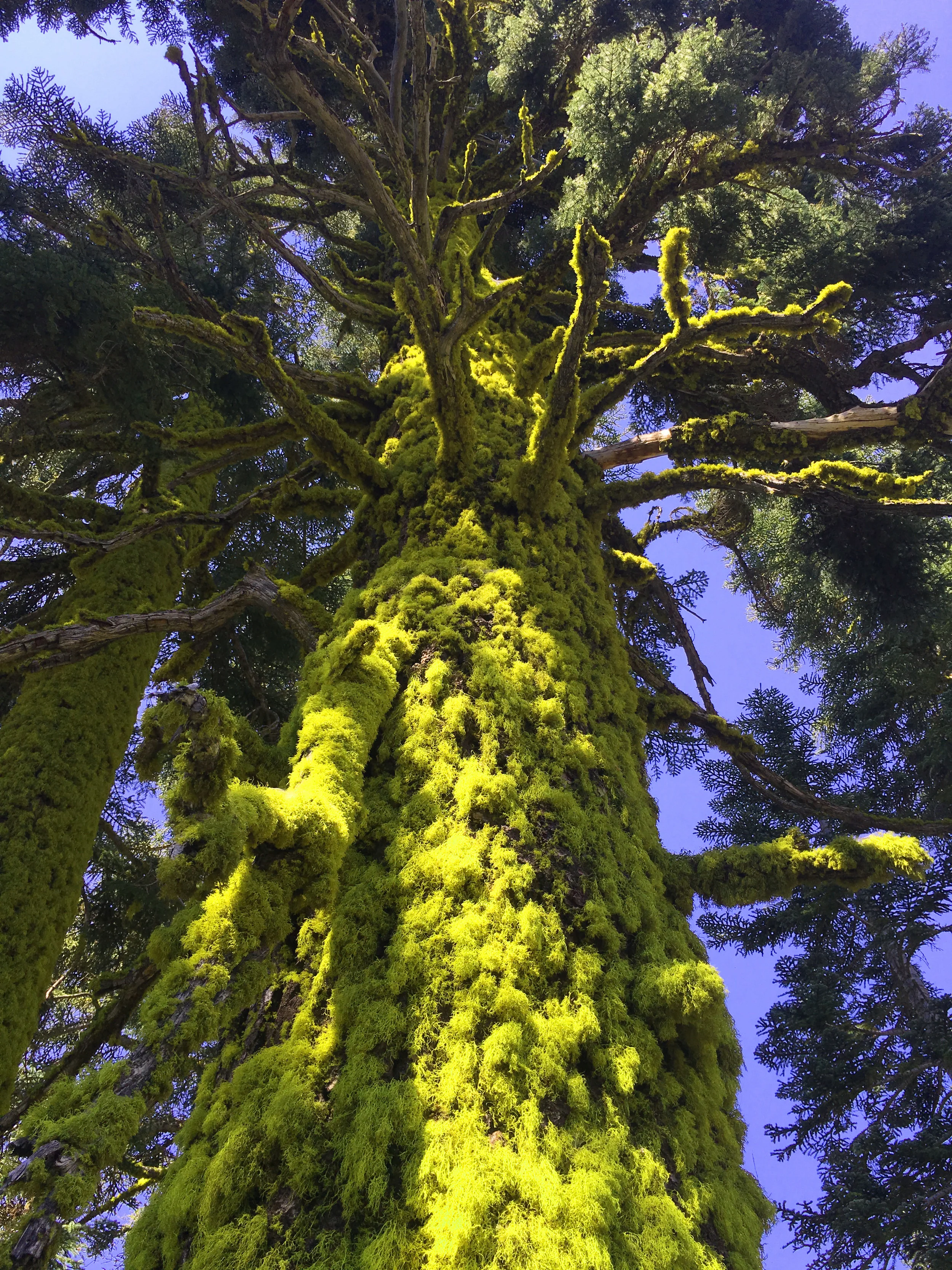 Moss_tree.JPG