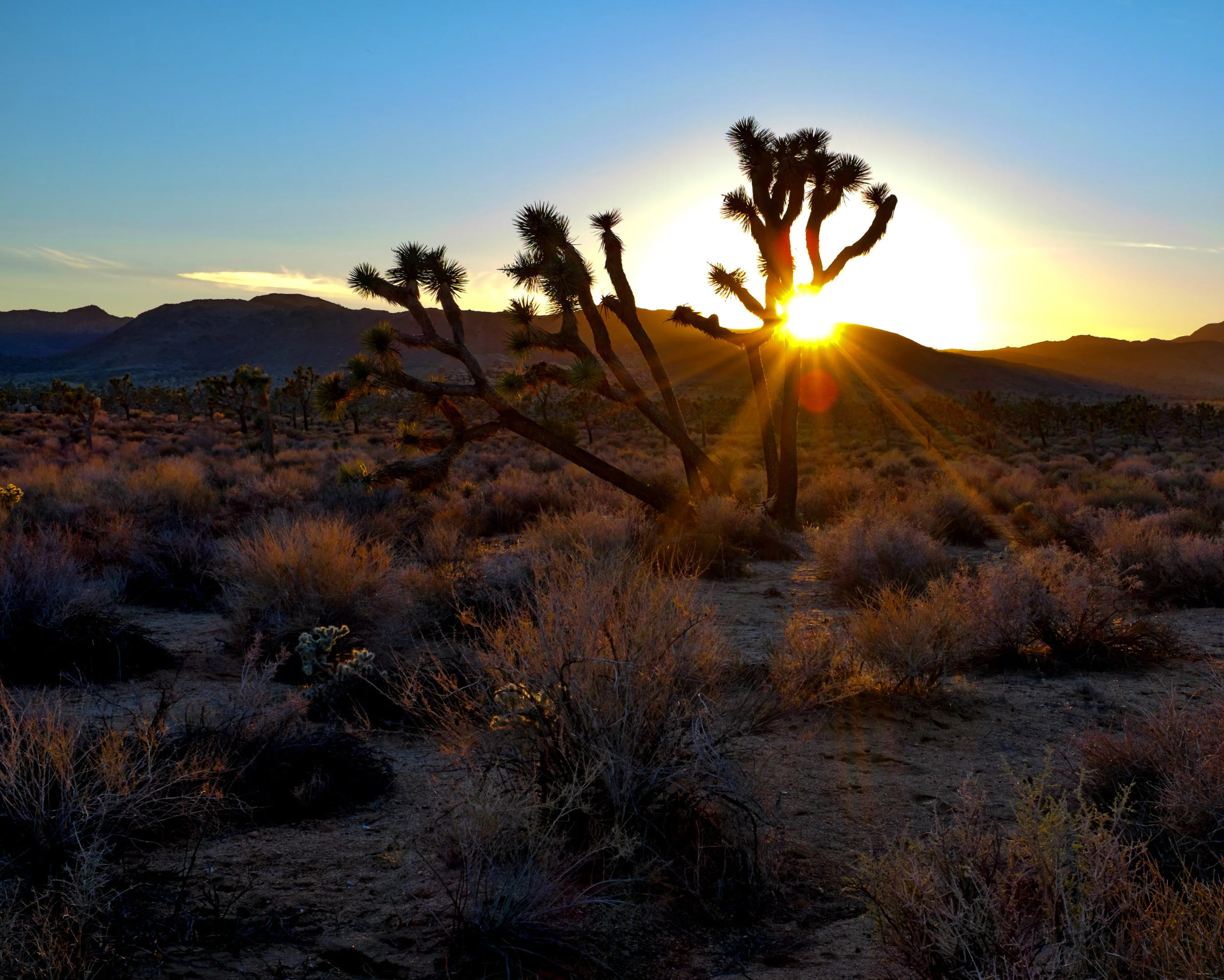 Joshua_tree_high_res.jpeg