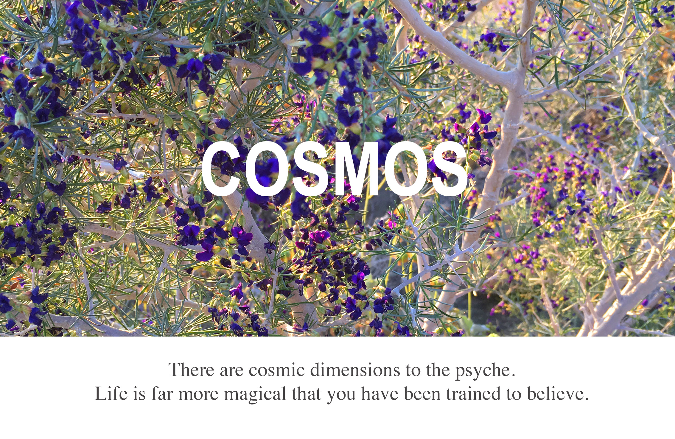 Cosmos_crop.jpg