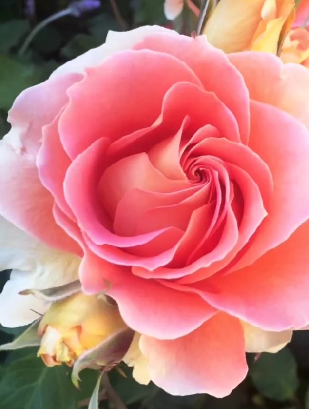 Pink_rose.jpg