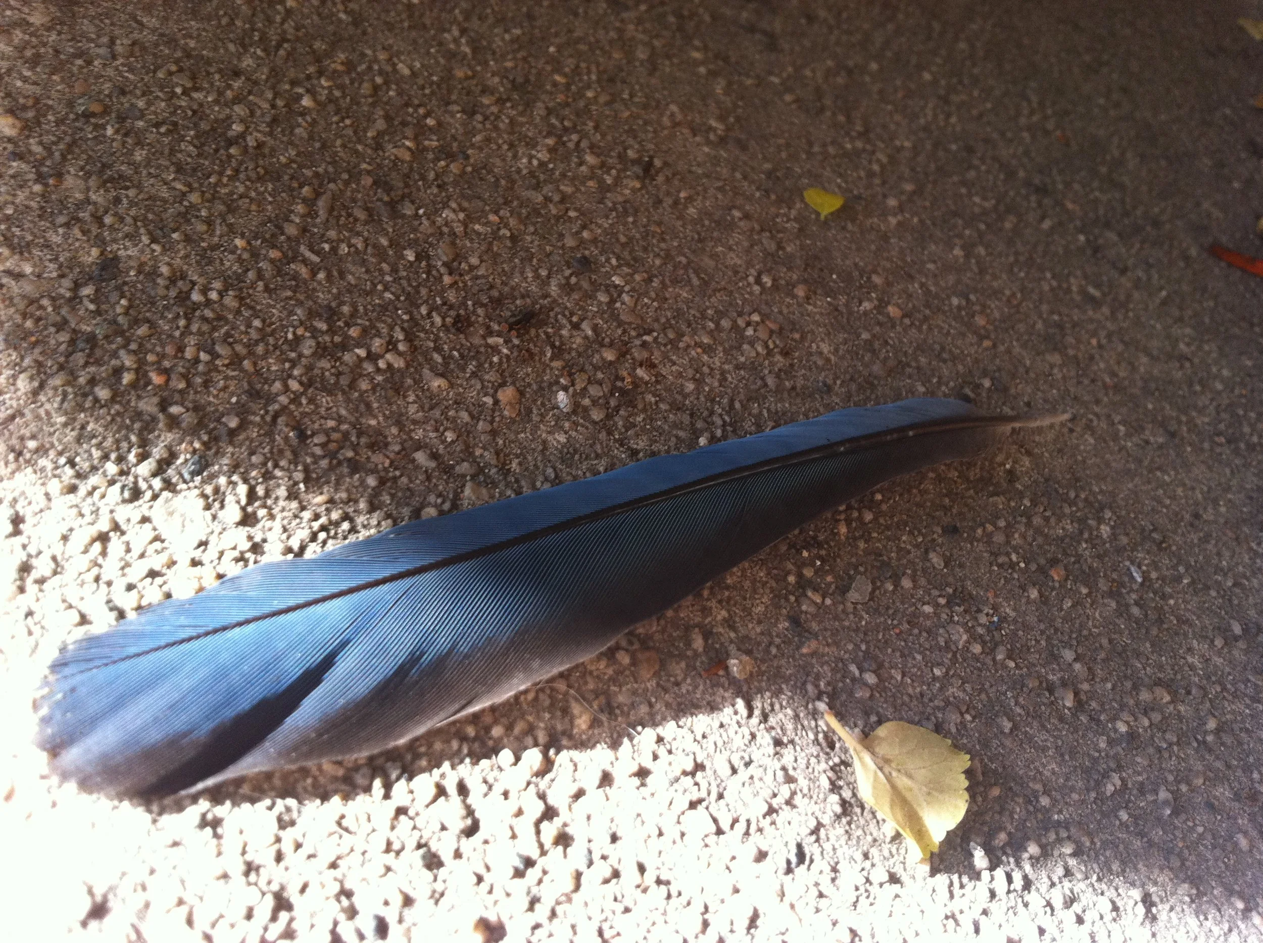 blue_feather.JPG