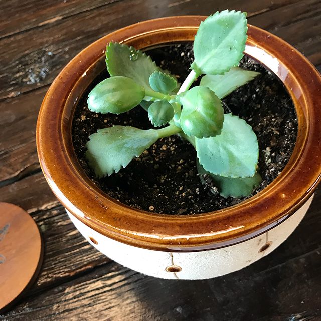Say hello to the plants at our Foundry! They provide such a welcoming atmosphere. #forgeinspiration #forgeideas
