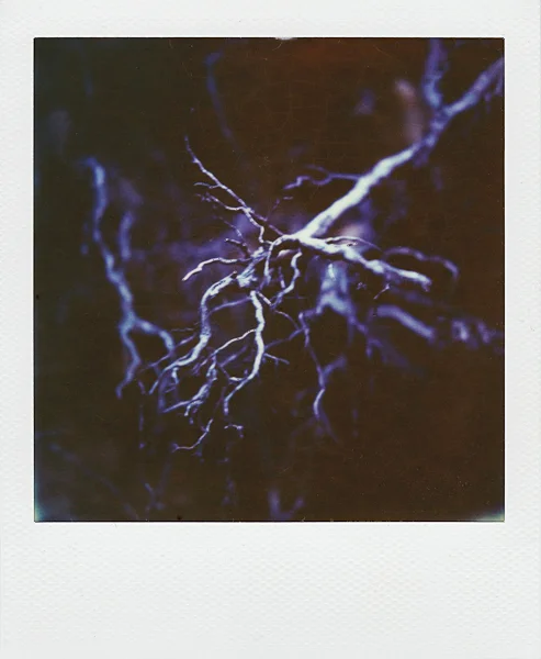Polaroids: Dead Roots of Yosemite