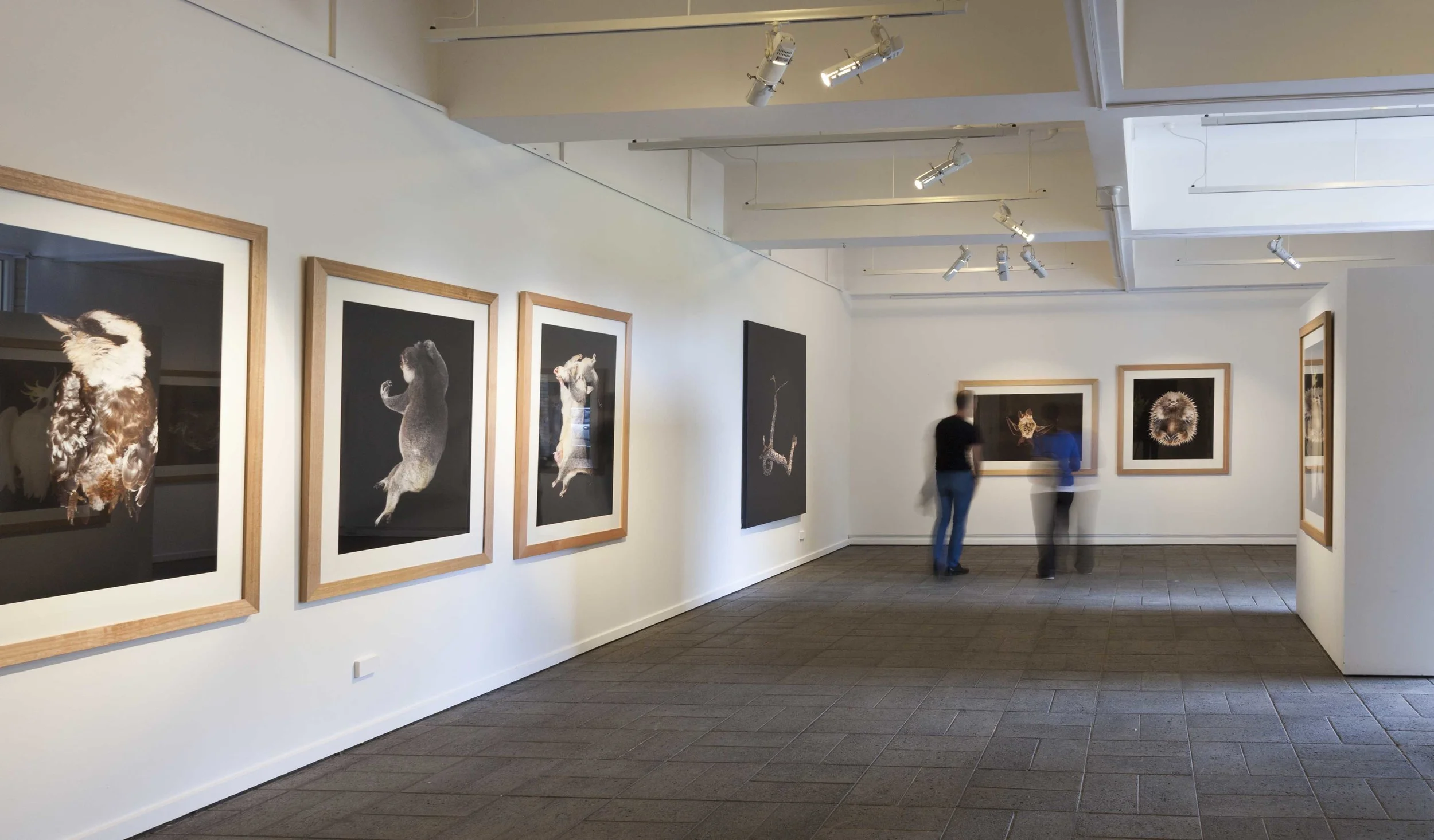 A language of the vanishing , LUMA (Melbourne), installation shot 2016