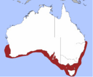 Distribution of the gummy shark around the southern coast of Australia.
