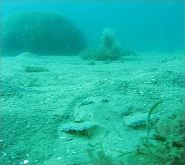 A Flathead buried in the sand at one of the artificial reefs. 