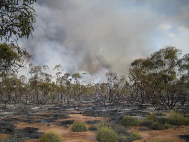 The Big Desert post-fire. 