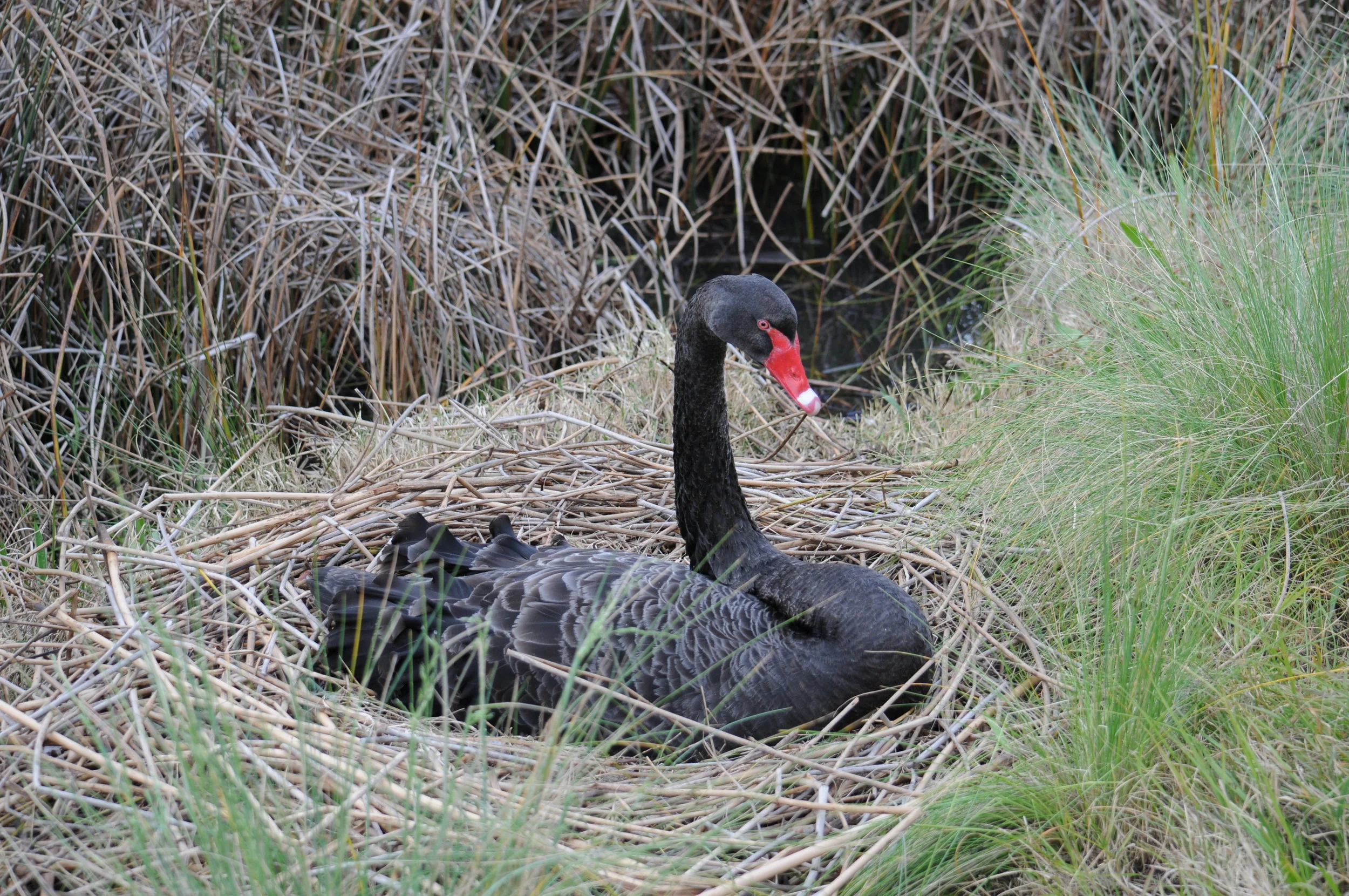 Black Swans are beautiful but lack grace in the air. Note the large body and wings.