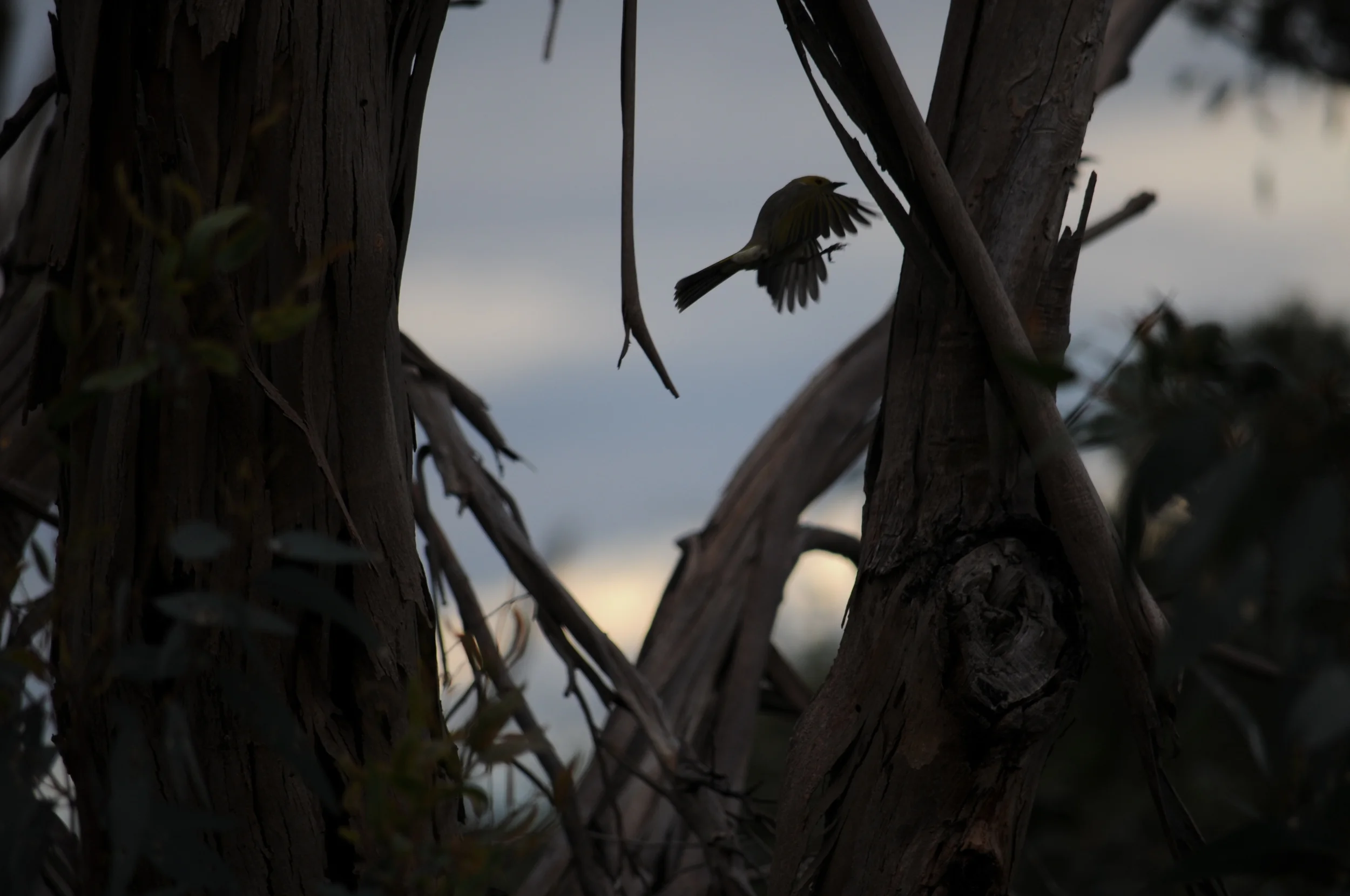 White-plumed Honeyeater showing off it’s agility. 
