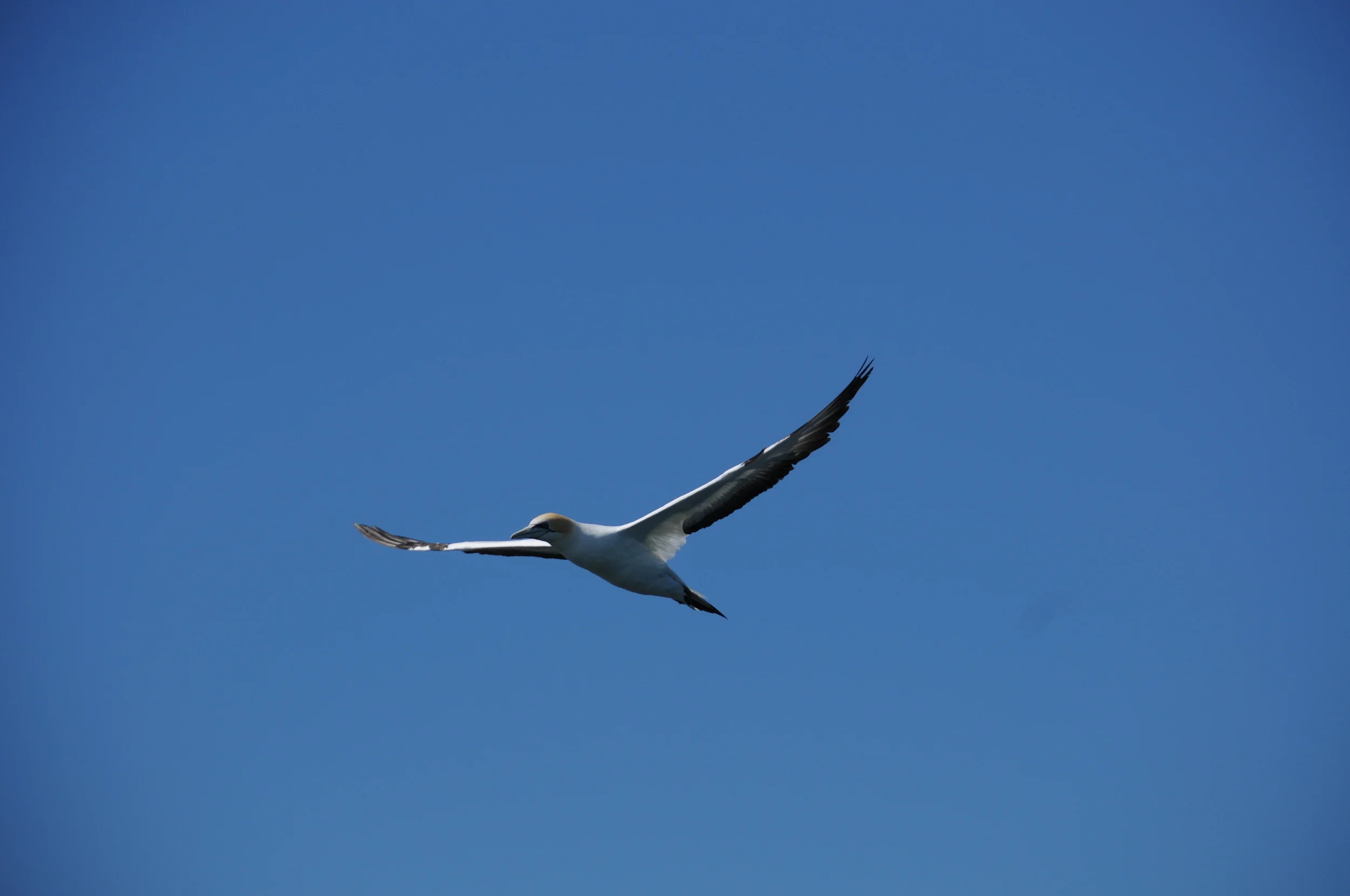 Australasian Gannet.