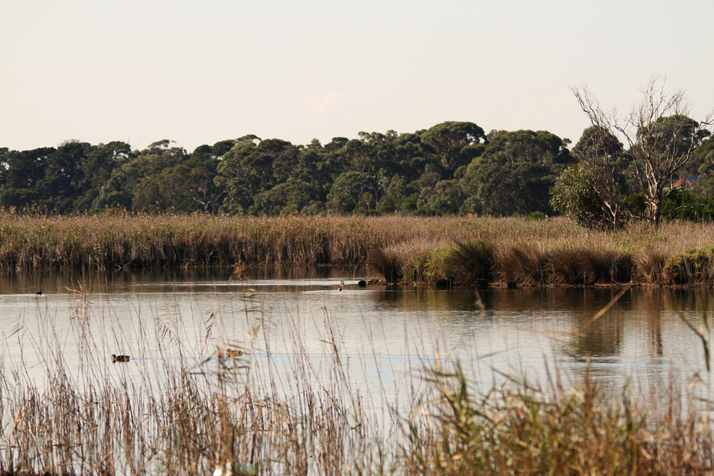 The Seaford Wetlands comprise of a number of vegetation communities. The tall, Common Reed ( Phragmites australis ) dominated marsh in the background provides potential habitat of the internationally endangered Australasian Bittern ( Botaurus poiciloptilus ).