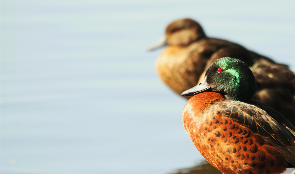 A male Chestnut Teal ( Anas castanea ) relaxes perched on a log, its sleek plumage gleaming in the sunshine. A bird-watching platform at the southern end of the wetlands provide a good opportunity to observe many such birds.
