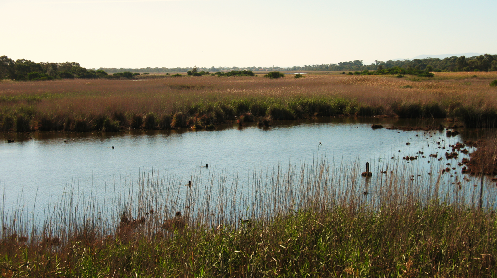 Although only a small remnant of the past 52 square kilometre Carrum Carrum Swamp, the Seaford Wetland Reserve is still significantly large, covering approximately 158 hectares.