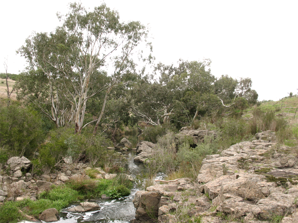 One of the many picturesque streams found around Melbourne which are home to Platypuses.